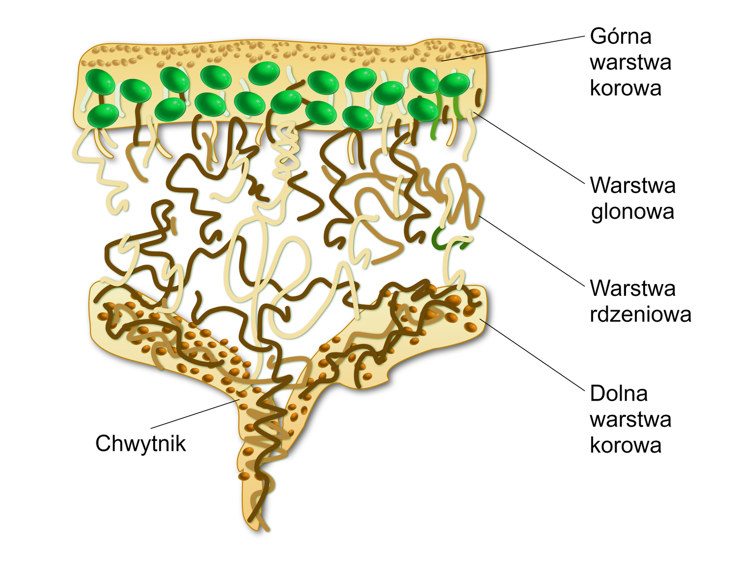 Ilustracja przedstawiająca przedstawiająca warstwy komórek. Pierwsza warstwa średniej wielkości komórek tworzy korę górną. Druga warstwa nieco większych zawierających ciemne wyraźne organelle stanowi warstwę glonową. Trzecia warstwa utworzona przez włóknistą tkankę to warstwa miąższowa. Czwarta warstwa utworzona przez duże puste komórki stanowiąca korę dolną. Piąta warstwa tworząca chwytniki, stożkowate struktury pokrywające korę dolną/