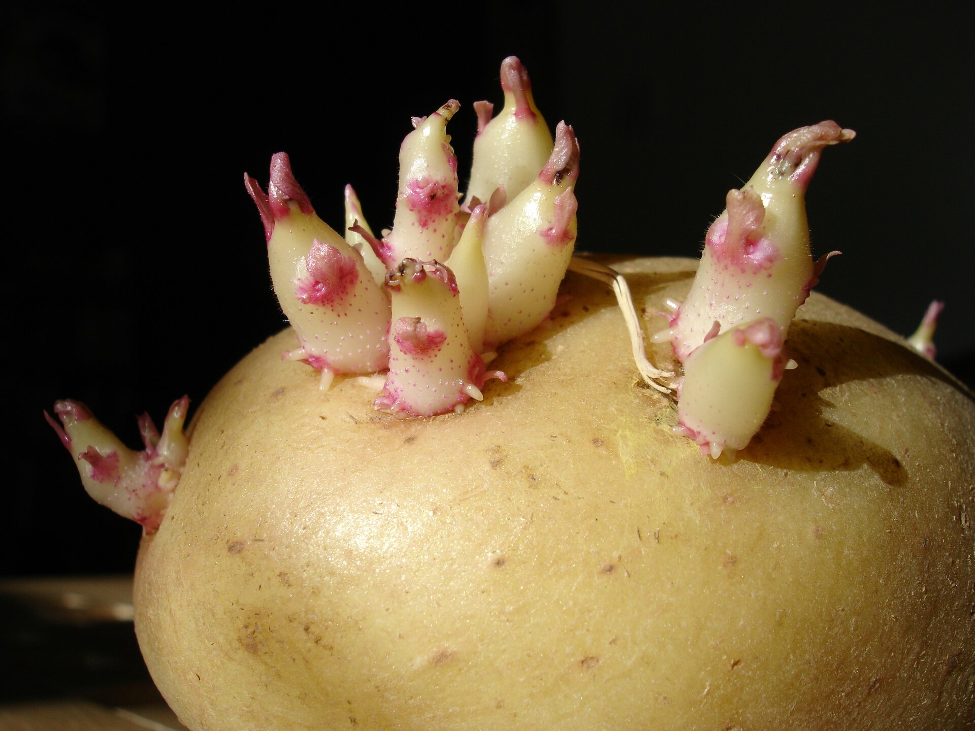 Fotografia przedstawia bulwę ziemniaka z kiełkującymi z niej pędami.