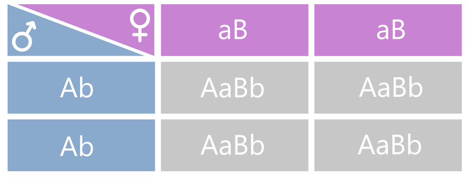 Ilustracja przedstawia krzyżówkę genetyczną w postaci szachownicy. Na ilustracji są trzy kolumny i trzy poziome rzędy. W kolumnie pierwszej w pierwszym rzędzie są symbole płci męskiej i żeńskiej. W drugiej i w trzeciej kolumnie w tym rzędzie, na różowym tle, obecne są gamety, zapisane jako małe a duże B. To gamety osobnika żeńskiego. W drugim i trzecim rzędzie w pierwszej kolumnie, na niebieskim tle obecne są gamety męskie. W drugim i trzecim rzędzie duże A małe b. Po połączeniu gamet żeńskich małe a duże B z gametami męskimi duże A małe b powstaje genotyp duże A małe a duże B małe b, występujący w krzyżówce cztery razy, w drugiej i trzeciej kolumnie w drugim i trzecim rzędzie. 