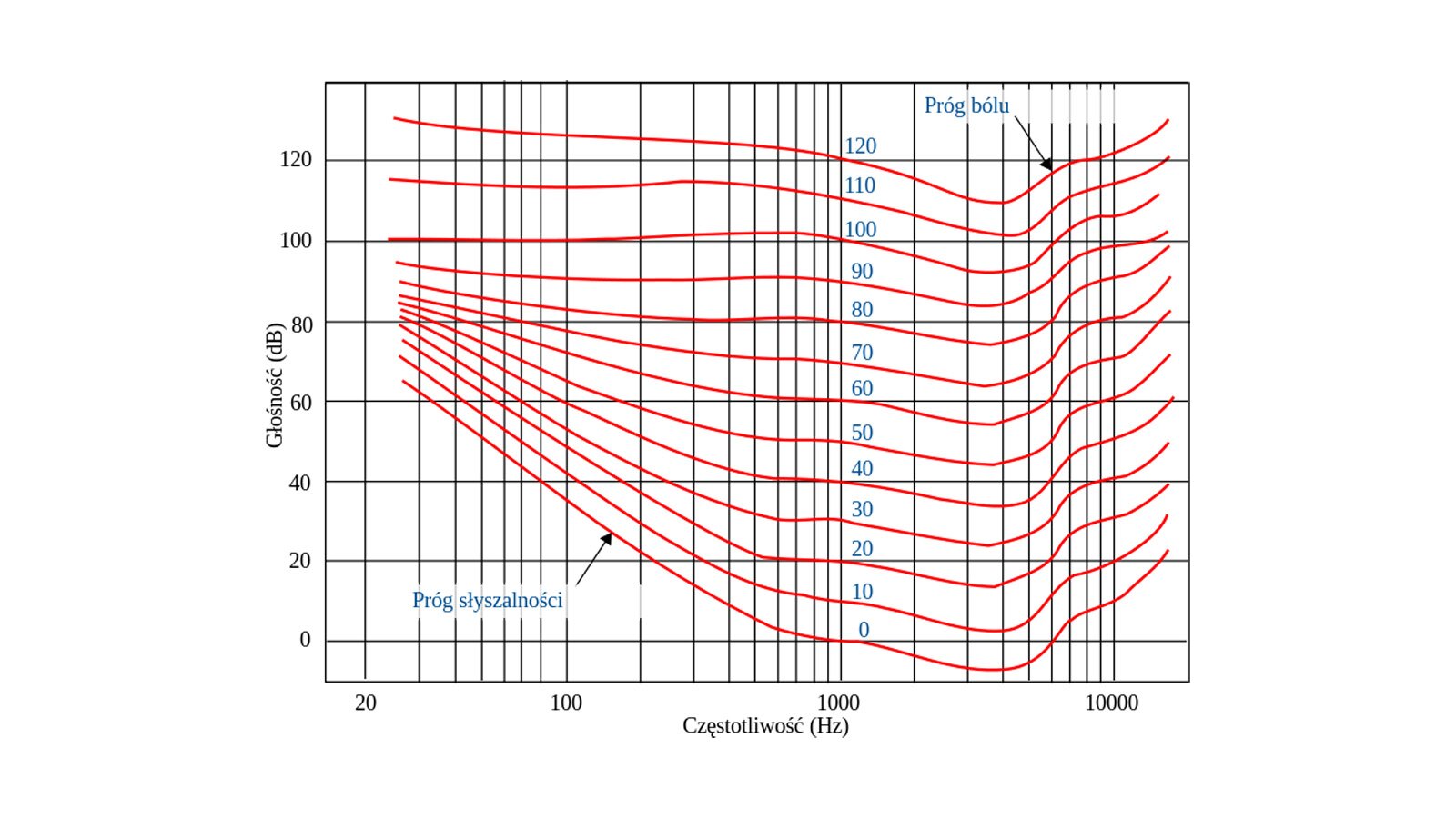 Na rysunku przedstawiony jest prostokątny wykres krzywej izofonicznej z dwoma osiami. Pionowa oś znajdująca się po lewej stornie opisana jest jako „Głośność nawias małe de duże be nawias” i ma ona wartości od stu dwudziestu na górze do zera na dole z kolejnymi wartościami co dwadzieścia. Pozioma oś opisana jest jako „Częstotliwość nawias duże ha małe zet nawias” i ma ona wartości kolejno od lewej dwadzieścia, sto, tysiąc, dziesięć tysięcy. Na wykresie widocznych jest trzynaście czerwonych linii. Pierwsza z nich ma wartość powyżej stu dwudziestu decybeli dla dwudziestu herców, następnie powoli opada do wartości stu dwudziestu w okolicach tysiąca herców. Kolejno bardziej gwałtownie opada do wartości stu dziesięciu decybeli dla czterech tysięcy herców, aby powoli wzrastać i osiągnąć wartości powyżej stu dwudziestu decybeli w okolicach dziesięciu tysięcy herców. Nad górną linią znajduje się niebieski opis "Próg bólu" i czarna strzałka skierowana od niego w kierunku tej linii. Kolejne linie mają przebieg podobny z coraz mocniejszymi zmianami oraz niższą wartością decybeli. Ostania, czyli dolna linia zaczyna się od wartości w okolicach sześćdziesięciu decybeli dla dwudziestu herców, następnie gwałtownie spada do poziomu zera dla tysiąca herców i poniżej dla czterech tysięcy herców, aby podobnie jak reszta wrastała i osiągnęła wartości około dwudziestu decybeli na częstotliwości większej niż dziesięć tysięcy herców. Pod dolną linią znajduje się niebieski opis "Próg słyszalności" i czarna strzałka skierowana od niego w kierunku tej linii.