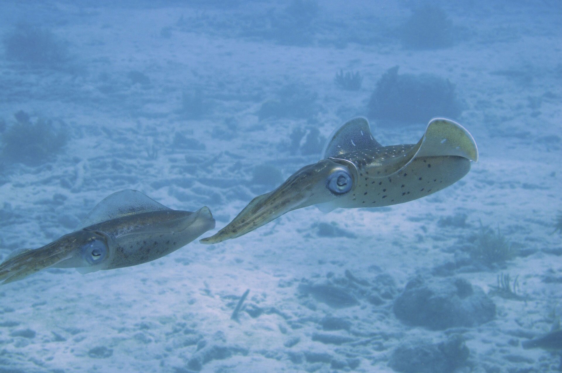 Fotografia prezentuje dwa płynące jeden za drugim głowonogi. Głowonogi mają kształt wrzecionowaty. Po bokach głowy olbrzymie oczy. Długi tułów zaopatrzony jest po bokach w płetwy. Wierzch ciała jest ciemny z jasnymi plamkami, a spód jasny z ciemnymi plamkami.