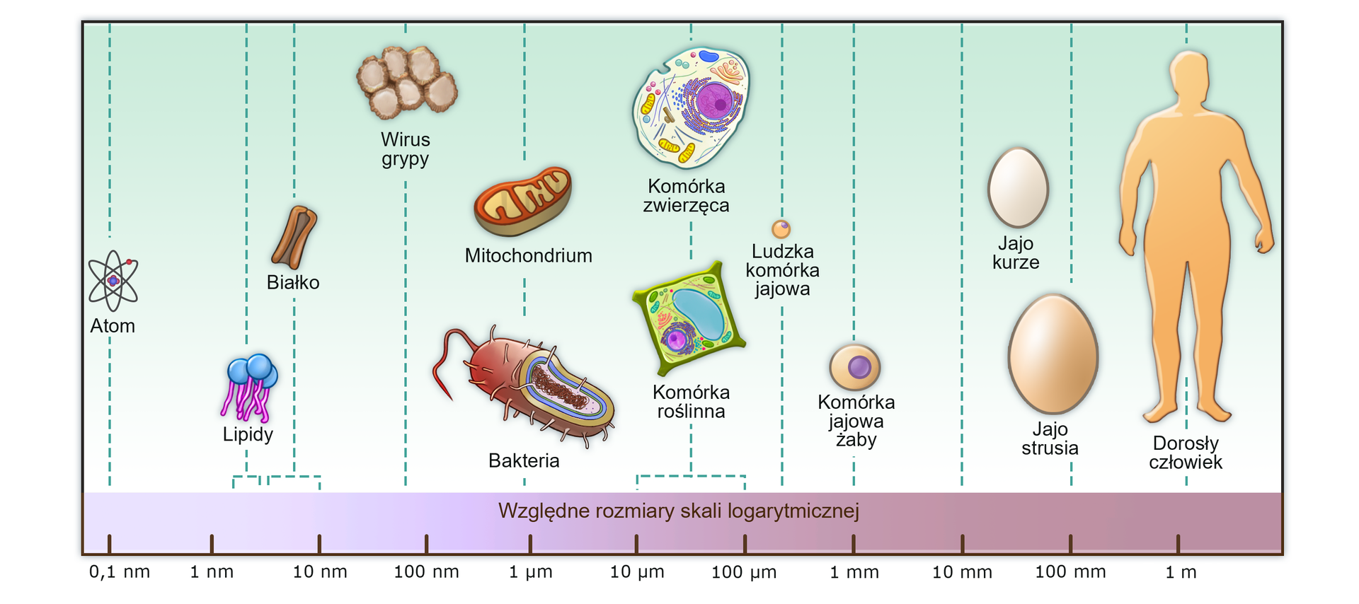 Na zdjęciu przedstawiono zakres wielkości różnych obiektów z uwzględnieniem różnych typów komórek. Cząsteczka atomu ma 0,1 nanometra. Składa się ona z trzech elips, które się przecinają. Komórki lipidów z dwoma ogonkami, około 4 nanometry. Cząsteczka białka transbłonowego o podłużnym kształcie, około 8 nanometrów. Sześć ściśniętych, kulistych form wirusa grypy, 100 nanometrów. Mitochondrium o nerkowatym kształcie, 1 mikrometr. Bakteria o podłużnym kształcie, z jedną długą rzęską na czubku oraz krótkimi fimbriami pokrywającymi całe ciało, 1 mikrometr. Kwadratowa komórka roślinna z widoczną wakuolą i pozostałymi organellami, 50 mikrometrów. Komórka zwierzęca o owalnym kształcie, z widocznym jądrem komórkowym i pozostałymi organellami, 50 mikrometrów. Ludzka komórkowa jajowa o ziarnkowym kształcie, około 400 mikrometrów. Komórka jajowa żaby o kulistym kształcie i z jądrem komórkowym, 1 milimetr. Jajo kurze o eliptycznym kształcie, około 50 milimetrów. Jajo strusia o eliptycznym kształcie, około 90 milimetrów. Sylwetka dorosłego człowieka, 1,7 metra.