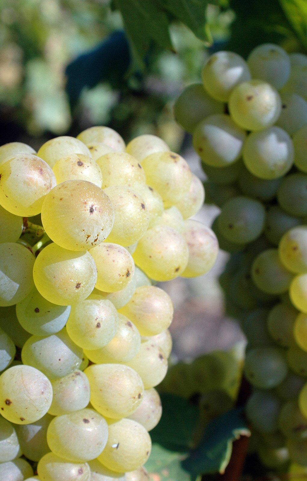 Zdjęcie przedstawia odmianę winorośli Riesling. Widoczne są dwie kiście winogron, złożone z kulistych jagód w kolorze jasnozielono‑żółtym. W tle widoczne są zarysy liści winorośli.