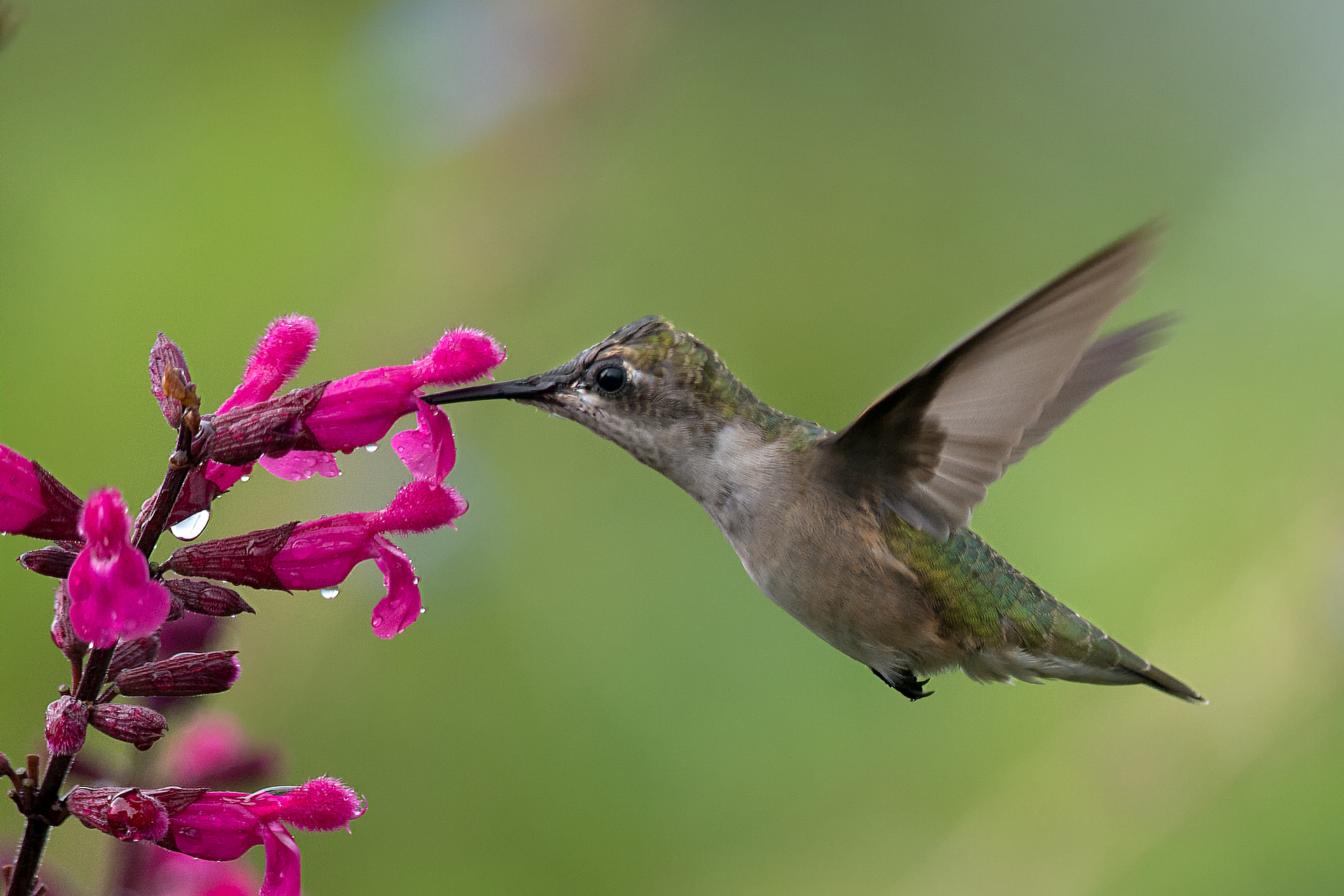 Fotografia przedstawia różowe kwiaty na sczycie łodygi. Po lewej stronie w powietrzu zawisł koliber. Koliber wkłada dziób do wnętrza jednego z rurkowatych kwiatów.