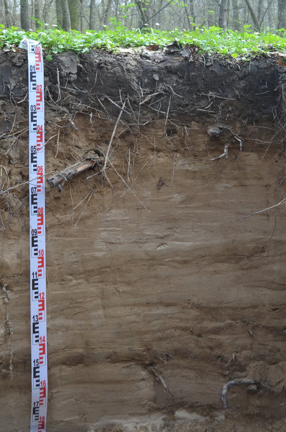 Na zdjęciu pokazano profil glebowy mady. Od góry znajduje się warstwa czarna. Pod nią warstwy mają niezbyt wyraźne granice,. Ziemia brązowa miesza się tu z czarną, a nawet nosi ślady czarnych żyłek. Ponadto znaleźć tu można rdzawe plamy. Niżej znajduje się już wyraźniejsza rdzawa warstwa. Pod nią warstwa biała i jasnobrązowa, wręcz kremowa