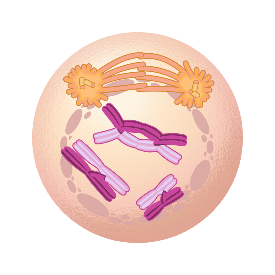 Na rysunku komórka. W komórce centrosomy znajdujące się na przeciwko siebie wydłużają się, pomiędzy wydłużającymi się ramionami powstają łączenia. W centralnej części komórki widoczne są 3 pary chromosomów. 