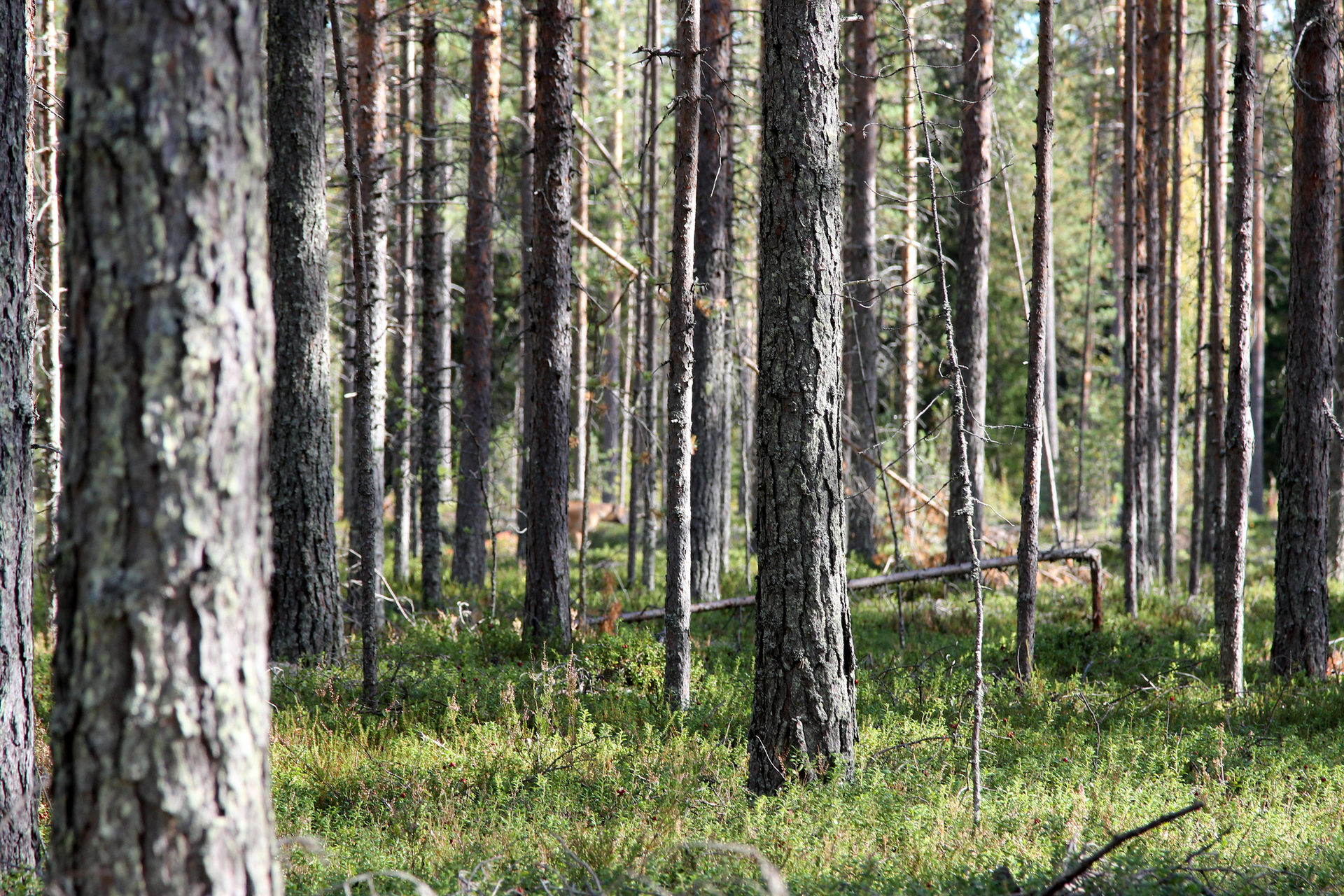 Fotografia z lewej przedstawia wnętrze boru sosnowego. Liczne cieńsze i grubsze pnie drzew, jeden złamany. Między nimi połacie nasłonecznionego runa leśnego.