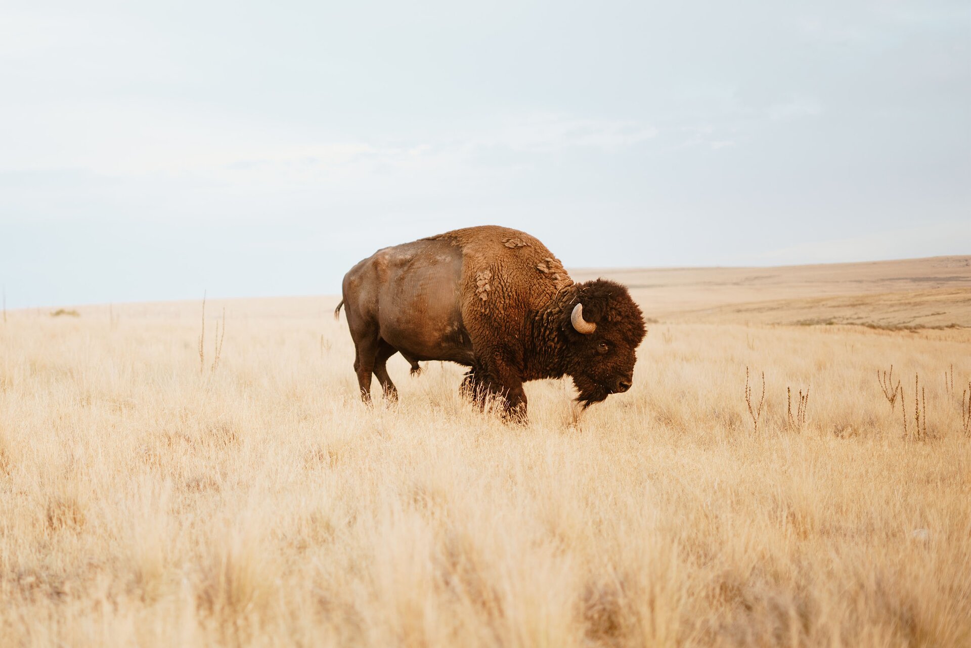 Zdjęcie przedstawia pasącego się bizona, który stoi pośrodku pustkowia porośniętego suchą trawą w kolorze jasnożółtym. W tle widoczne jasnoszare niebo.