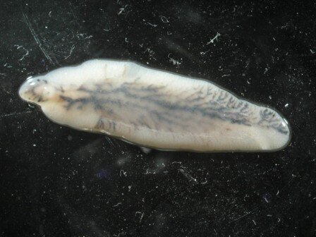 Zdjęcie przedstawia motylicę wątrobową. To biało‑szary płaziniec o listkowatym kształcie, z widocznym, rozgałęzionym, czarnym jelitem. Przód ciała zwężony jest w krótki stożek.