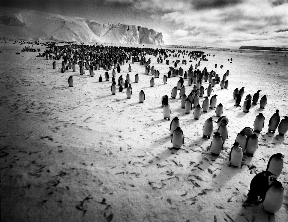 Ilustracja przedstawia czarno - białą fotografię Tomasza Gudzowatego pt. „The Colony”. Ukazuje ona stado pingwinów. W tle lodowiec.