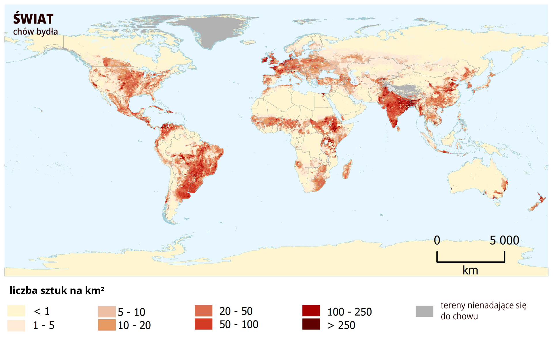 Ilustracja przedstawia mapę świata. Mapa pokazuje rozmieszczenie chowu bydła. W legendzie oznaczonych jest osiem przedziałów. Każdy ma swój kolor. Najjaśniejszym – jasnożółtym oznaczono obszary, gdzie chowa się poniżej 1 sztuki bydła na kilometr kwadratowy. Następne przedziały to 1–5 (kolor jasnoróżowy), 5–10 (kolor różowy), 10–20 (kolor jasnobrązowy), 20–50 (kolor czerwony), 50–100 (kolor ciemnoczerwony), 100–250 (kolor brązowy), powyżej 250 sztuk na kilometr kwadratowy (kolor ciemnobrązowy). Obszary intensywnego chowu bydła to centralna i wschodnia Ameryka Północna, Ameryka Środkowa, centralna i wschodnia część Ameryki Południowej. W Afryce pas na południe od Sahary i południowa część tego kontynentu. Europa Zachodnia i Wschodnia, W Azji – Azja Mniejsza, Półwysep Dekan i Azja Południowo‑Wschodnia, wschodnia Australia i Nowa Zelandia.