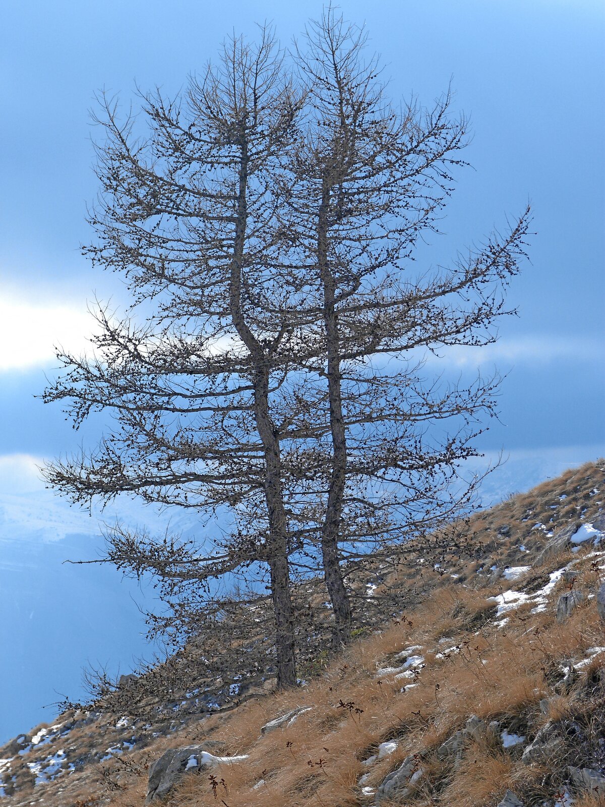 Fotografia modrzewia pozbawionego igieł. Drzewo jest zupełnie pozbawione liści. Drzewo ma jajowatą, rozłożystą koronę, co wskazuje na gatunek.