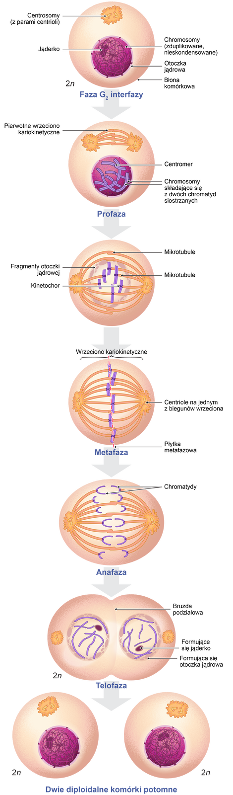 Ilustracja przedstawia podział mitotyczny komórki zwierzęcej. To kilka faz zmian w komórce. Na ilustracji jest okrągła komórka otoczona błona komórkową. Znajduje się w niej okrągłe jądro z chromosomami - zduplikowanymi, nieskondensowanymi. Mają postać splatanych nici. W jądrze jest także owalne jąderko. Jądro otoczone jest otoczką jądrową. Powyżej jądra znajdują się centrosomy z parami centrioli. Mają kształt prostokąta z karbowanymi brzegami. W środku znajdują się dwie pary połączonych ze sobą pałeczek. Pod komórką jest napis: faza G2 interfazy. Strzałka w dół do kolejnej komórki. W komórce zaszły zmiany: w jądrze powstały chromosomy składające się z dwóch chromatyd siostrzanych - mają postać pałeczek. W jądrze jest centromer. Nad jądrem centrosom podzielił się i pomiędzy dwiema częściami znajduje się pierwotne wrzeciono kariokinetyczne. Pod komórką jest napis: profaza i strzałka w dół do kolejnego etapu podziału. Pierwotne wrzeciono wypełnia niemal całe wnętrze komórki. Części górne wrzeciona opisano jako mikrotubule. Natomiast do wewnętrznie położonych mikrotubul przyłączają się - leżące naprzeciwko siebie - kinetochory. Przypominają połączone ze sobą pałeczki. Za wrzecionem - w tle - są fragmenty otoczki jądrowej. Strzałka w dół prowadzi do kolejnej fazy. Przez środek wrzeciona kariokinetycznego poprowadzono pionową linię przerywaną - to płytka metafazowa. Kinetochory stykają się ze sobą. Wskazano centriole na jednym z biegunów wrzeciona. Pod komórką jest napis: metafaza i strzałka w dół do kolejnej fazy. W komórce chromosomy rozdzieliły się na chromatydy, pomiędzy chromatydami jest wolna przestrzeń. Ta faza to anafaza. W kolejnym etapie komórka zaczyna dzielić się na dwie części - pomiędzy nimi powstaje bruzda podziałowa. W każdej połowie formuje się otoczka jądrowa i jąderko. Jest też centrosom. To telofaza. W wyniku podziału powstają dwie diploidalne komórki potomne, każda 2n. Mają jądra z jąderkami i chromosomami oraz centrosomy z parami centrioli.  