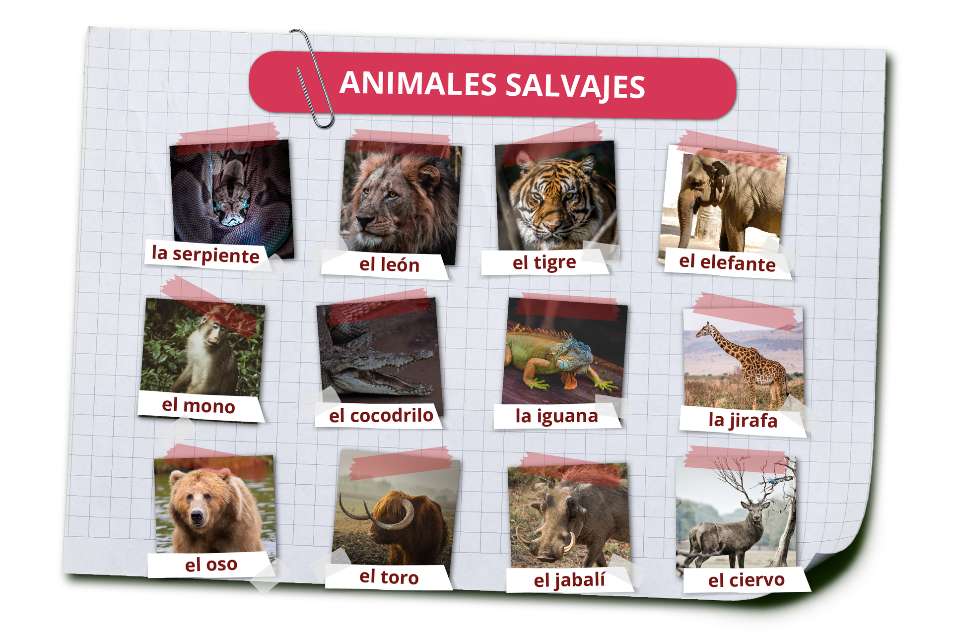 Grafika zawiera nagłówek ANIMALES SALVAJES. Pod spodem widoczne są zdjęcia zwierząt i ich hiszpańskie nazwy. Wąż la serpiente. Lew el león. Tygrys el tigre. Słoń el elefante. Małpa el mono. Krokodyl el cocodrilo. Legwan la iguana. Żyrafa la jirafa. Niedźwiedź el oso. Byk el toro. Dzik el jabalí. Jeleń el ciervo.