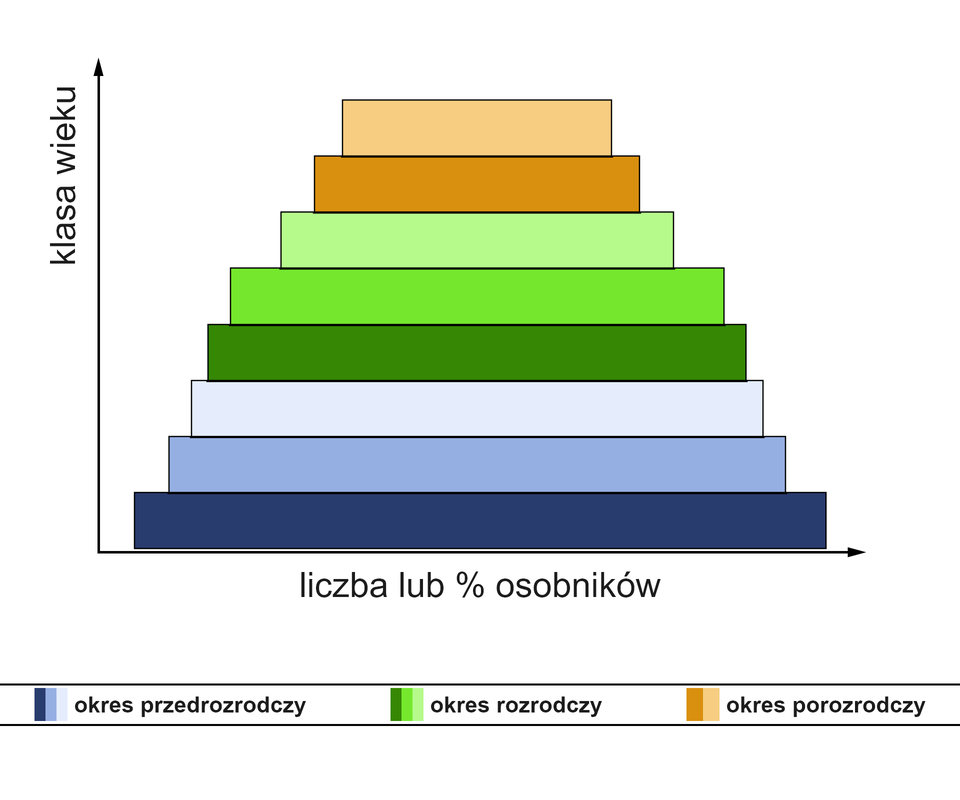 Ilustracja przedstawia wykres w kształcie dzwonu, w którym najdłuższa jest linia najniższa, a kolejne, wyższe linie są coraz krótsze, ale jedynie o nieduże fragmenty. Wykres obrazuje strukturę wiekową populacji ustabilizowanej. Na osi poziomej znajduje się liczba lub procent osobników populacji, a na osi pionowej klasa wieku. Najdłuższa linia "dzwonu", stanowiąca podstawę, pokazuje okres przedrozrodczy, następne piętra piramidy to okres rozrodczy. Ostatnie piętra wykresu to okres porozrodczy. 