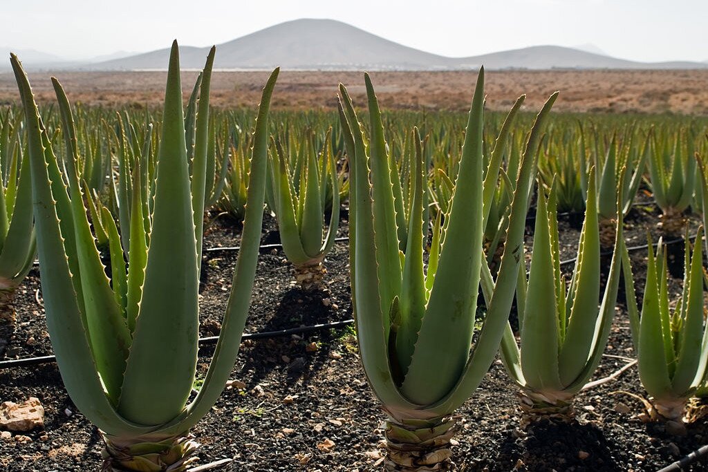 Na zdjęciu są kaktusy - aloesy. Mięsiste liście układają się w rozety, a na ich brzegach są krótkie kolce. 