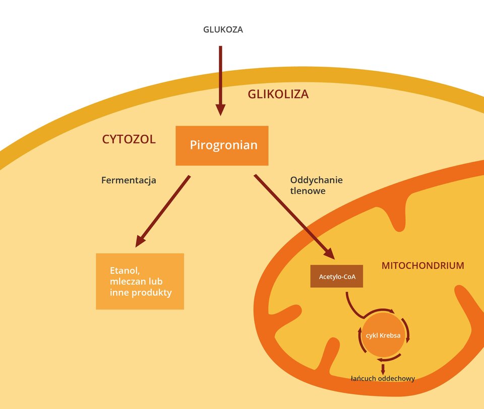 Schemat procesu glikolizy. Glukoza na drodze glikolizy zostaje przekształcona w pirogronian. W cytyzolu, pirogronian na drodze fermentacji przekształca się w etanol, mleczan lub inne produkty. Natomiast na drodze oddychania tlenowego, pirogronian daje acetylo koenzym a, który jest wykorzystywany w cyklu Krebsa, zachodzącym w mitochondrium. 