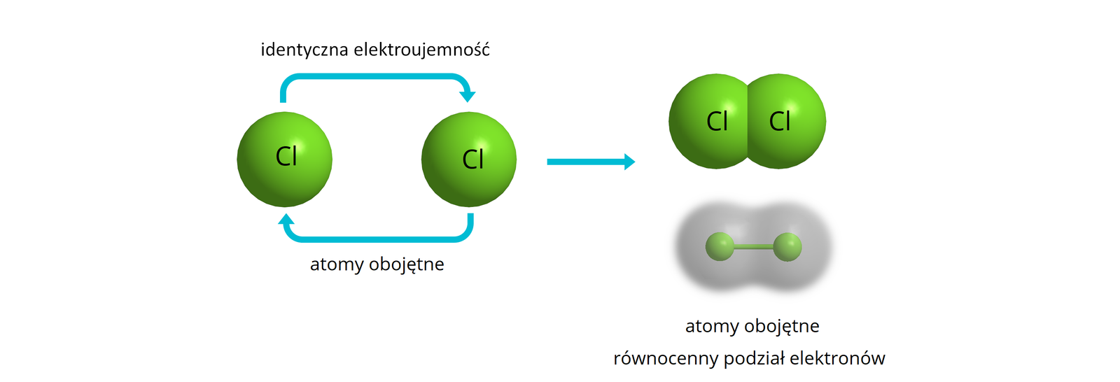 Ilustracja przedstawia uproszczony schemat tworzenia się wiązania kowalencyjnego między dwoma atomami chloru. Po lewej stronie atomy chloru reprezentowane są przez dwie zielone kulki. Na każdej z nich znajduje się symbol chloru Cl. Powyżej znajduje się opis: identyczna elektroujemność, poniżej - atomy obojętne. Ponad atomami, od pierwszego pierwszego z nich poprowadzono jest łukowata strzałka do drugiego, a poniżej strzałka od drugiego do pierwszego. Dalej znajduje się strzałka w prawo. Powstaje cząsteczka chloru składająca się z dwóch stykających sie zielonych kulek. Każda z nich posiada symbol chloru Cl. Poniżej cząsteczkę chloru przedstawiono za pomocą modelu kulkowo‑pręcikowego. Dwie zielone kule połączone są pręcikiem, również w kolorze zielonym. Obie kulki otacza kulista, szara poświata. Poniżej zapis. Atomy obojętne, równocenny podział elektronów.