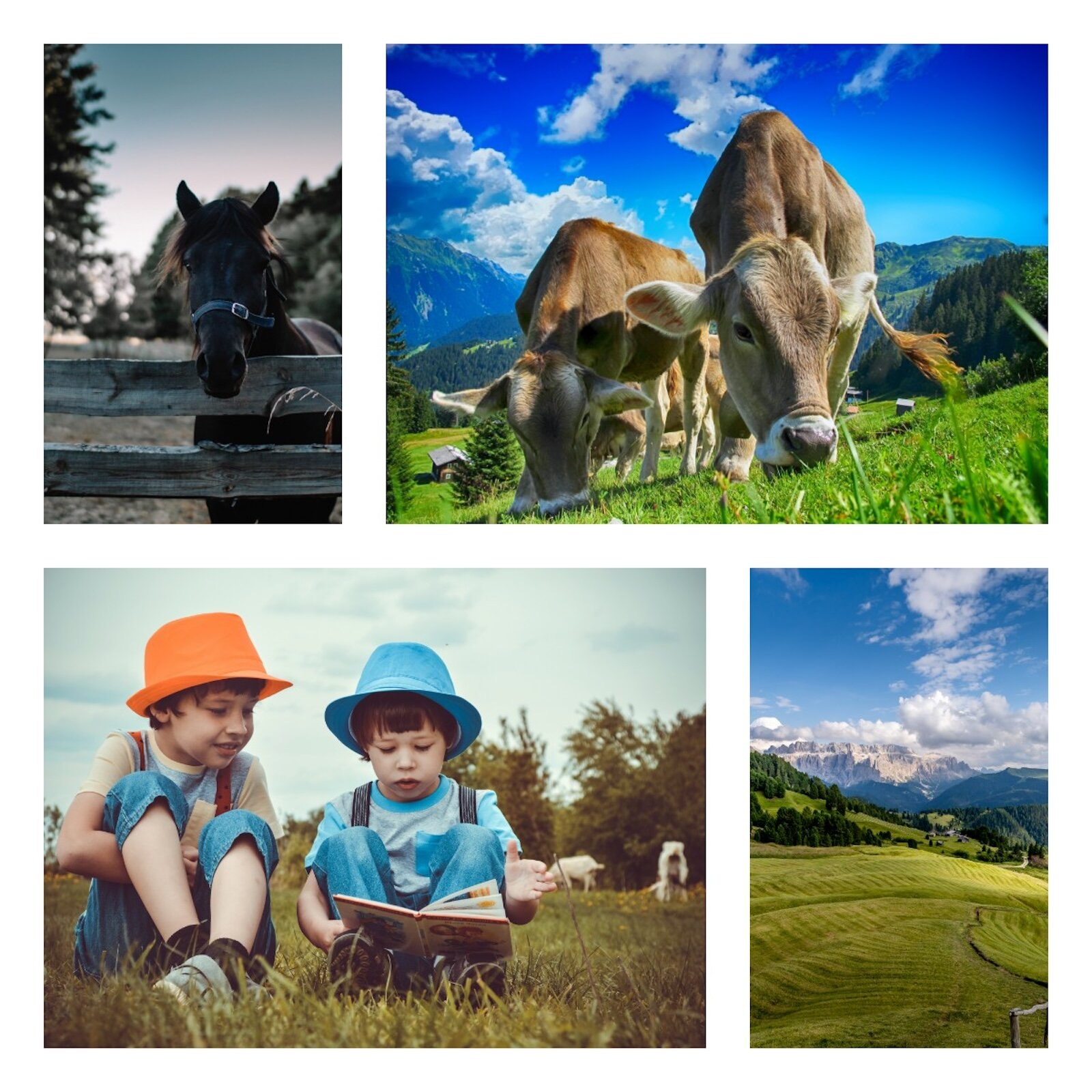 Ilustracja składa się z pięciu zdjęć. Znajdują się na nich zwierzęta na łąkach, duże pola uprawne oraz chłopcy, którzy czytają książkę na łonie natury. 