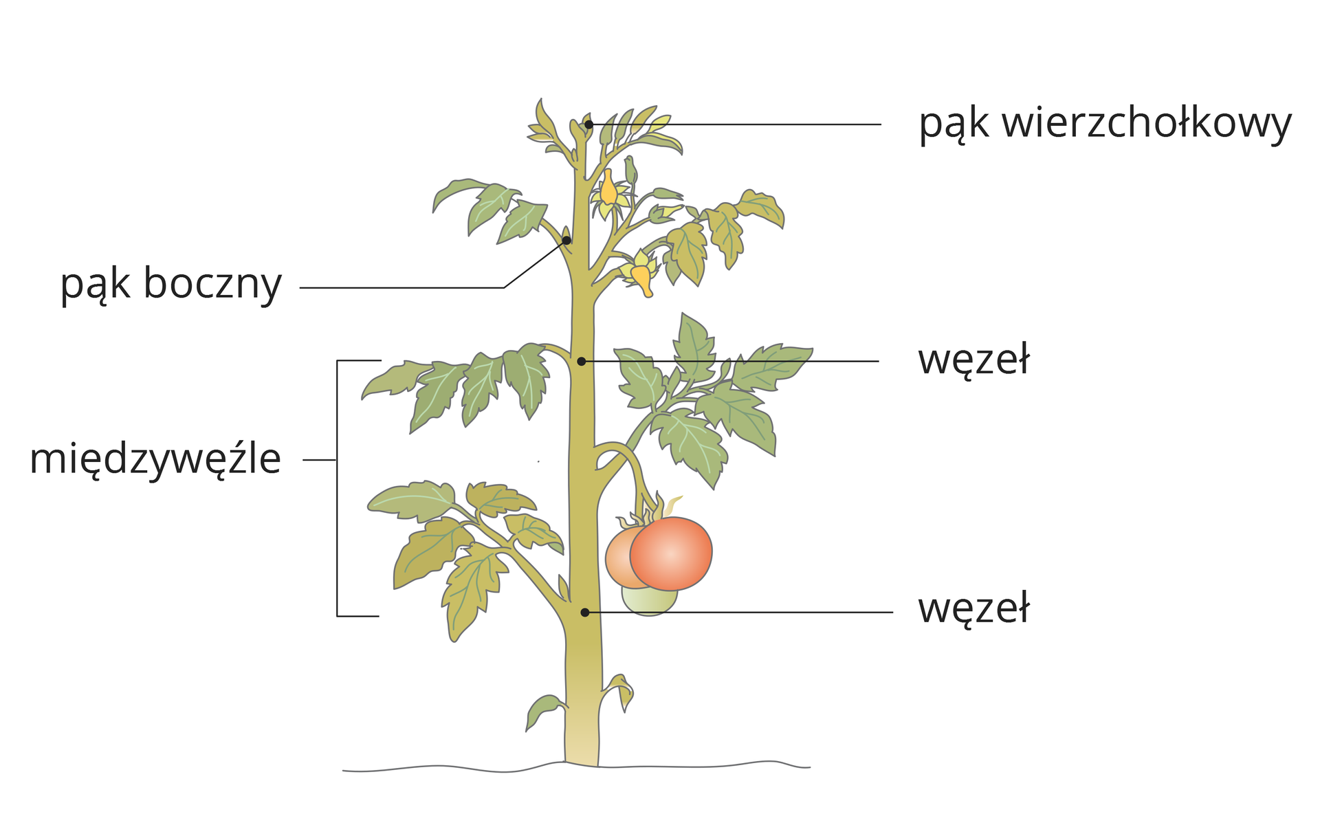Ilustracja przedstawia pęd pomidora z liśćmi, żółtymi kwiatami i czerwonym owocem. Na łodydze zaznaczono jej części.
