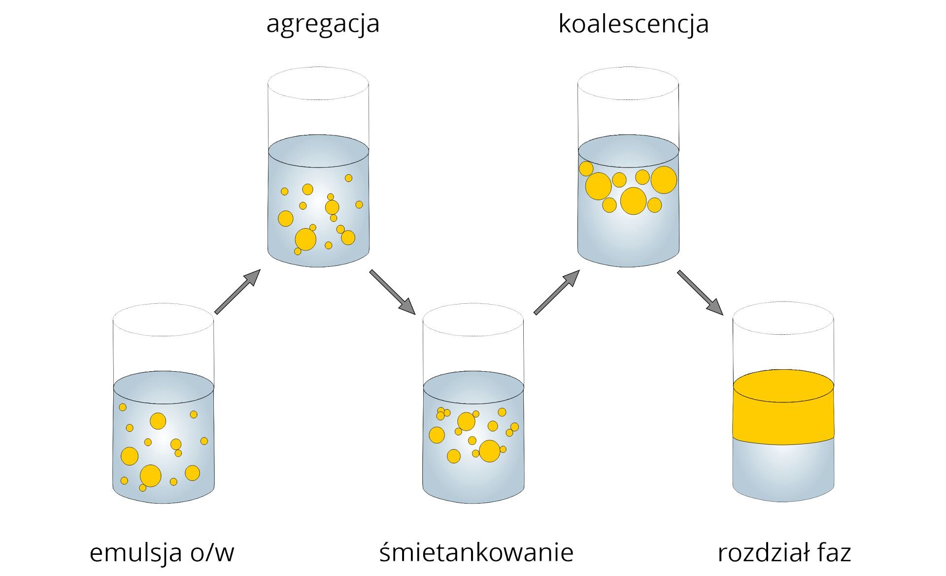 Rycina przedstawia rozkład emulsji tłuszczowej. Zamieszczono tu pięć rysunków walcowatych zlewek. Zlewki są w połowie zapełnione płynem. Płyn składa się z cieczy hydrofilowej oraz z tłuszczu, czyli cieczy hydrofobowej.Emulsja o łamane na w, czyli olej w wodzie, to zawieszone w całej objętości płynu kule tłuszczu. Kule są różnych wielkości i są rozmieszczone równomiernie w całej objętości cieczy hydrofilowej. Drugi etap to agregacja. Tu kule tłuszczowe łączą się w większe kule. Nadal są rozproszone po całej objętości. Trzeci etap to śmietankowanie. Kule tłuszczowe przemieszczają się do górnej warstwy cieczy. Czwarty etap to koalescencja. Tu kule tłuszczu mocniej zbijają się w większe kule, które gromadzą się pod powierzchnią płynu. Piąty etap to rozdział faz. Faza tłuszczowa znajduje się nad fazą płynu hydrofilnego. Ciecze nie są zmieszane.
