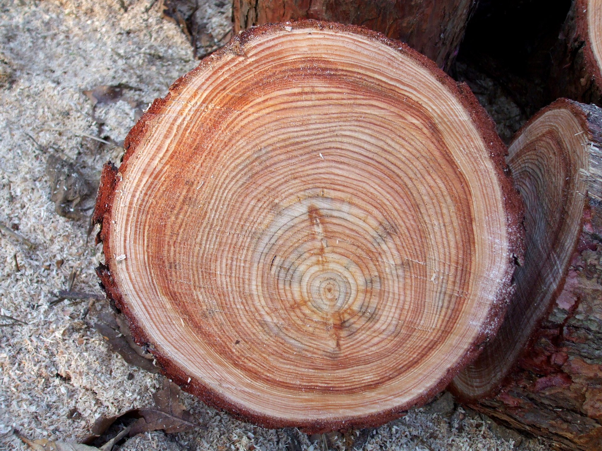 Fotografia przedstawia przecięty poziomo pień drzewa. Są nam nim koncentryczne kręgi różnej szerokości, w jaśniejszym i ciemniejszym odcieniu. To słoje przyrostu rocznego.