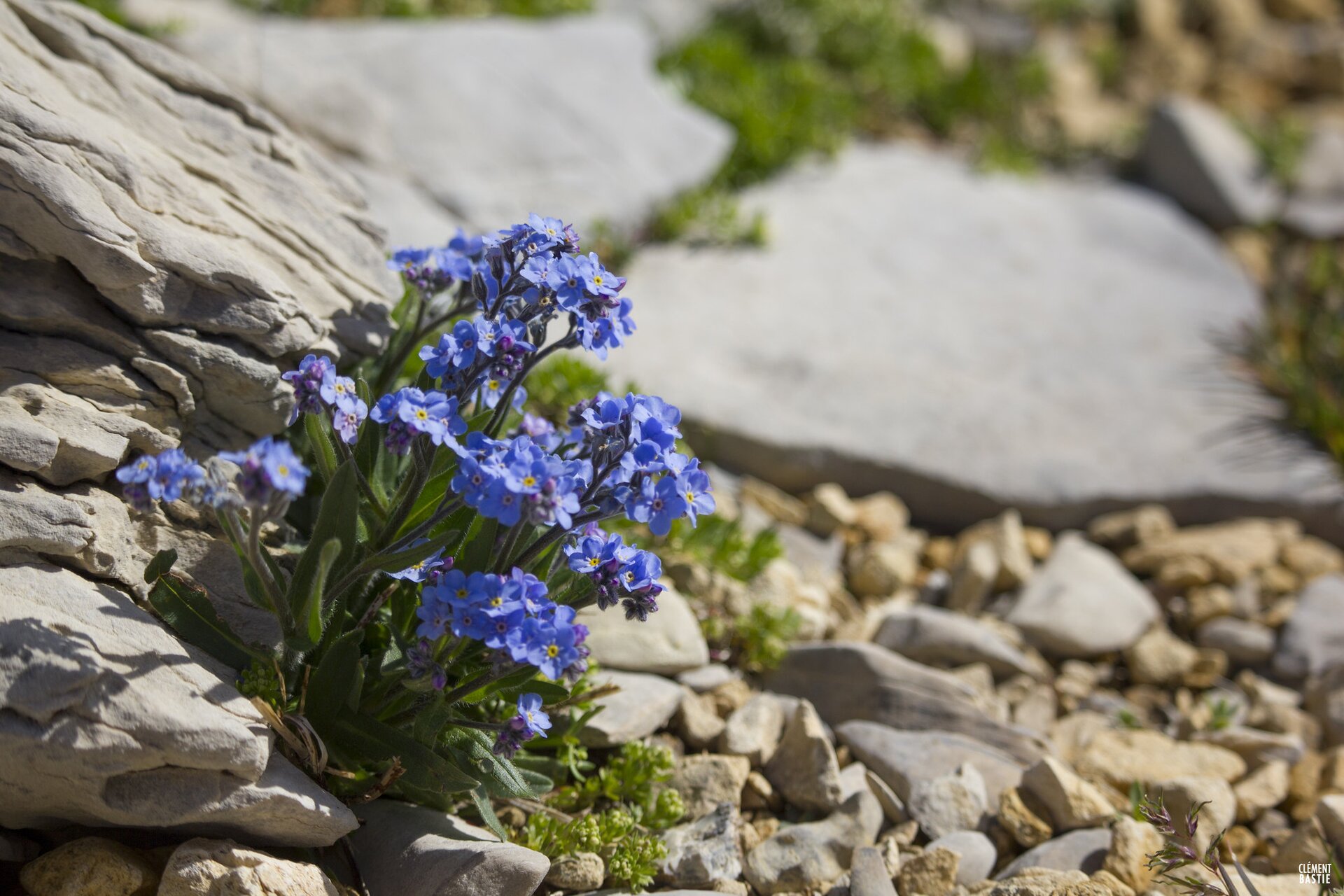 Zdjęcie przedstawia roślinę o niebieskich, drobnych kwiatach. Roślina tworzy kępę rosnącą przy drobnych kawałkach skał. Kwiaty wyrastają na szczycie łodygi. 