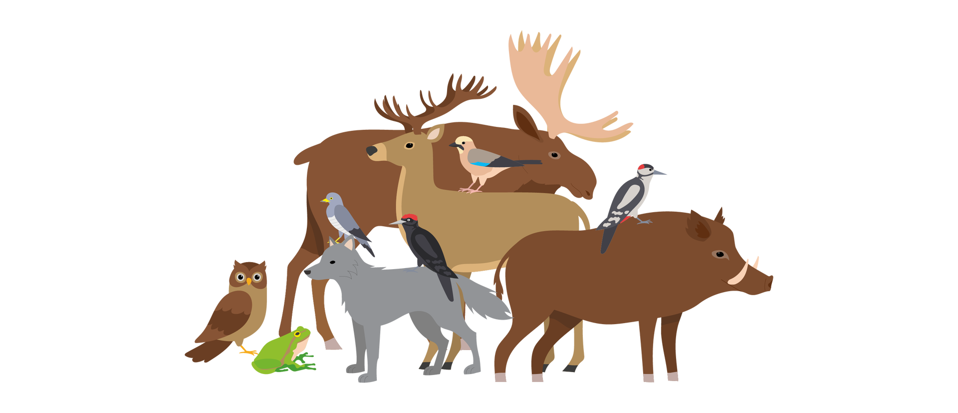 Ilustracja przedstawia ptaki i zwierzęta. Po lewej stronie stoi brązowa sowa. Obok sowy siedzi zielona żaba. Na środku stoi szary wilk. Na jego grzbiecie siedzą dwa ptaki. Pierwszy ptak to kukułka. Jest szara, na brzuchu ma białe upierzenie, a na końcówkach skrzydeł i ogona ma ciemnoszare upierzenie. Drugi ptak to dzięcioł czarny. Ma czerwone upierzenie na czubku głowy i czarne na pozostałych częściach ciała. Za wilkiem stoi jasnobrązowy jeleń. Na jego grzbiecie siedzi sójka. Jest to ptak, który ma beżowo‑brązowo‑czarne upierzenie z niebieskimi piórkami na skrzydłach. Za jeleniem stoi brązowy łoś. Po prawej stronie widać brązowego dzika. Na jego grzbiecie siedzi dzięcioł duży. Jest to czarno‑biały ptak z czerwonym czubkiem na głowie.