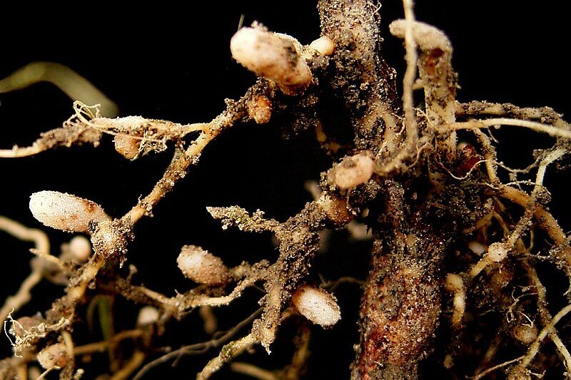 Zdjęcie przedstawia korzenie komonicy błotnej. Na ich powierzchni można zauważyć podłużne brodawki korzeniowe. Mają jasną barwę. 