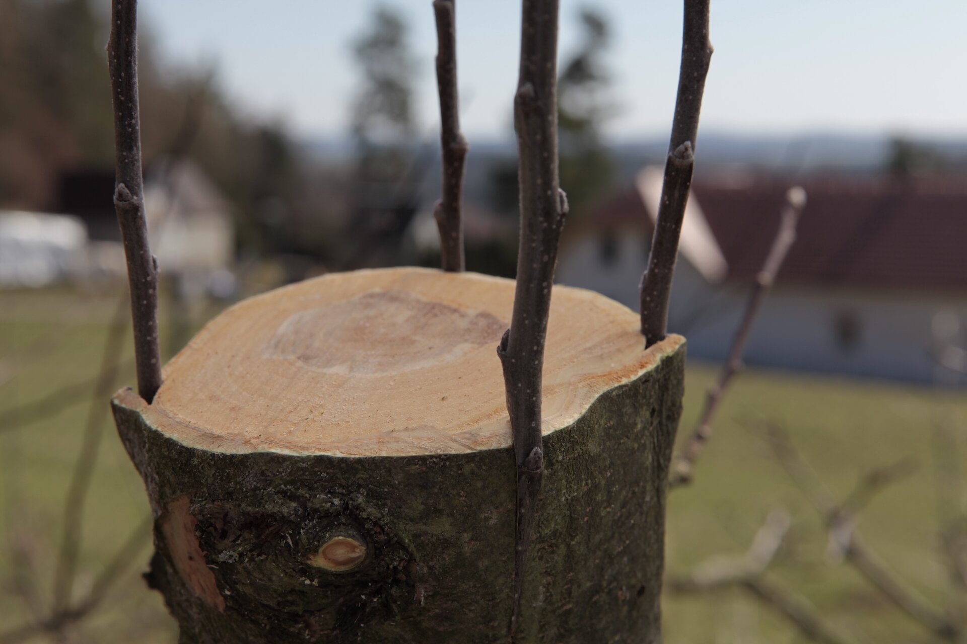 Zdjęcie przedstawia drzewo poddane zabiegowi okulizacji. Widać ścięty pień drzewa. Do niego w czterech miejscach po bokach dołączone są młode gałązki.