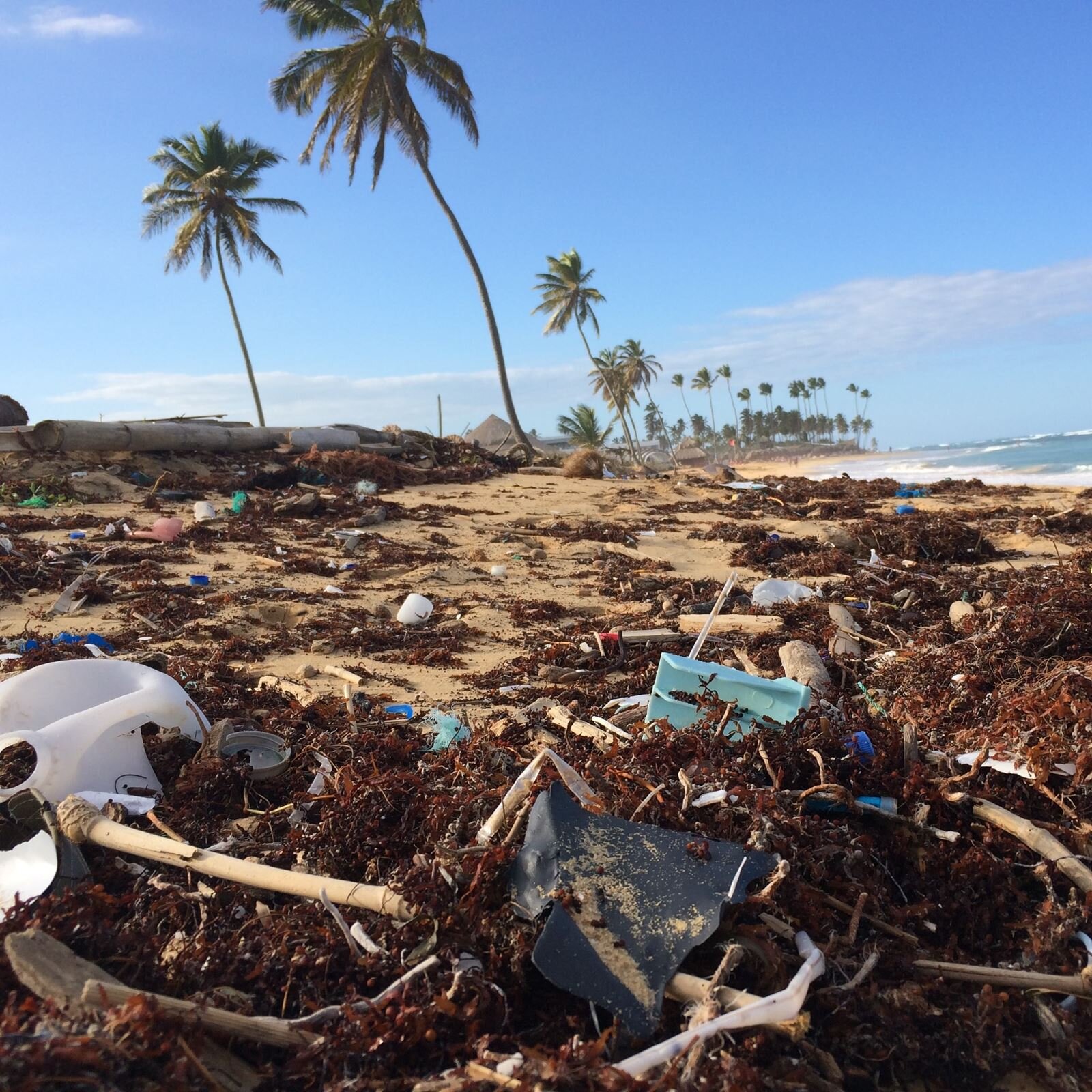 Zdjęcie przedstawia plażę, na której widoczne są wyrzucone przez fale różnego rodzaju śmieci, takie jak: plastikowe butelki i pojemniki, fragmenty zniszczonych przedmiotów, folie, sznury, nakrętki. Śmieci przeplatają się z wodorostami i algami w kolorze brązowym. Tylko na niewielkim fragmencie plaży widać piasek. W tle widoczne są rosnące palmy, a w prawej górnej części wzburzone morze.