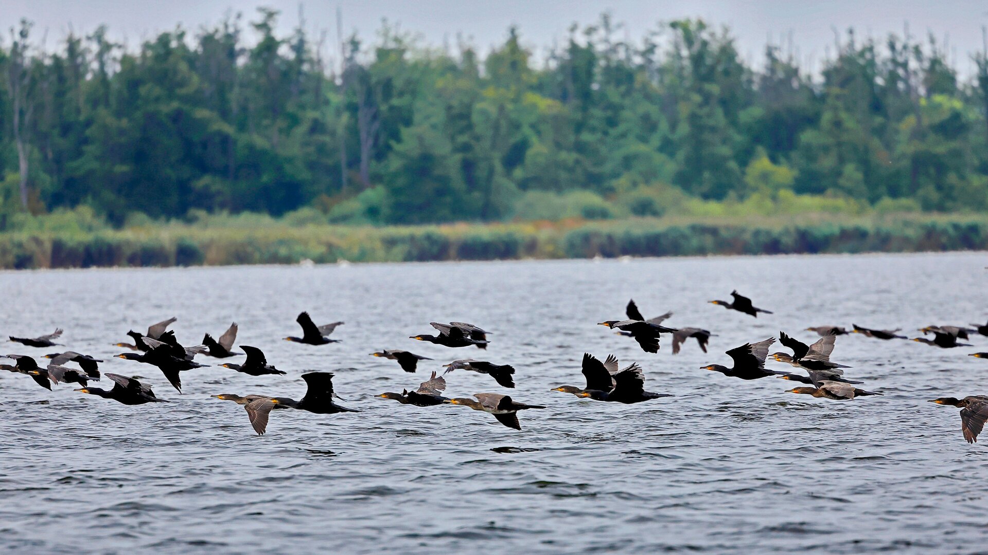Fotografia przedstawia zbiornik wodny, nad nim latające nisko czarne ptaki. W tle drzewa.