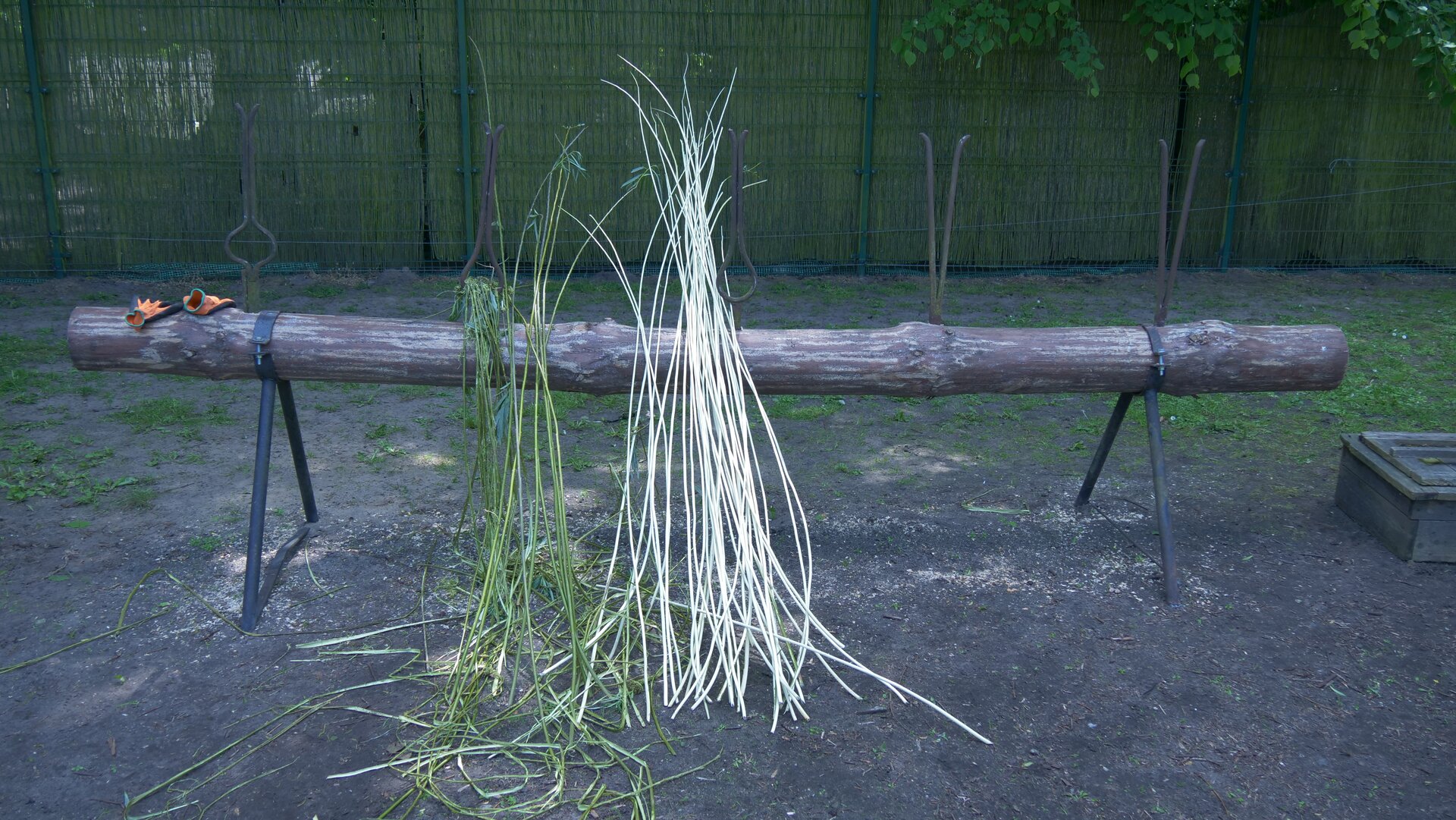 Zdjęcie przedstawia korowarkę ręczną. Składa się ona z metalowych nóg, drewnianego pnia i zamocowanych w nim metalowych kleszczy korowarki. O pień oparte są pręty okorowanej i nieokorowanej wikliny. 