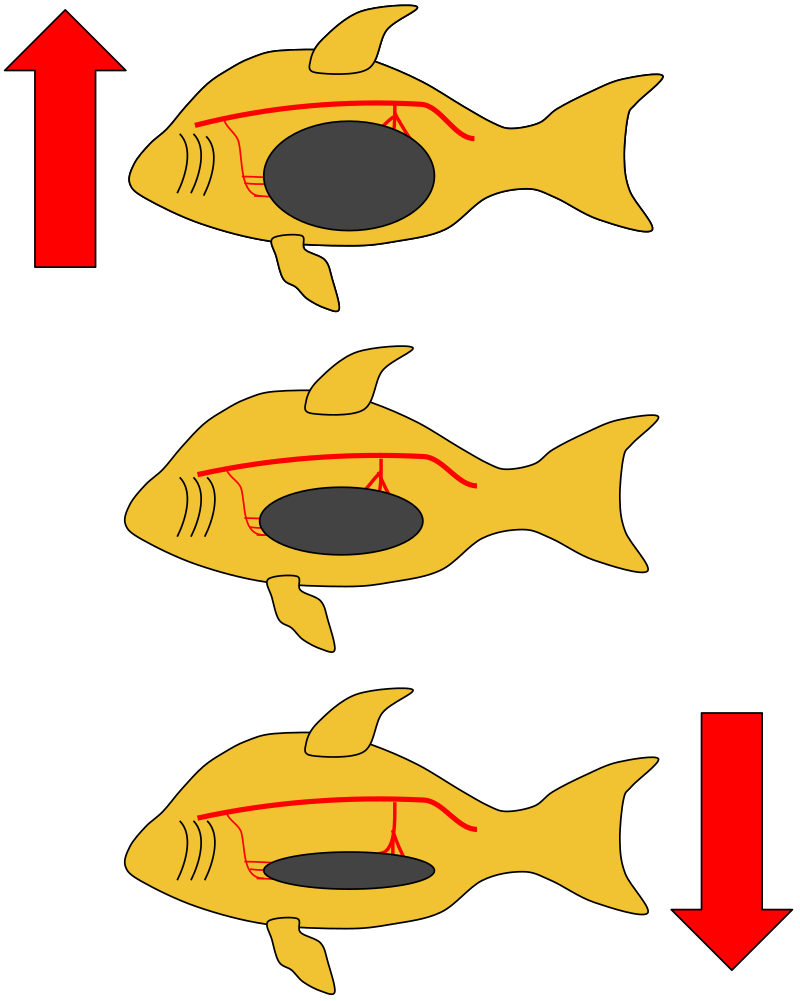 Grafika przedstawia mechanizm działania pęcherza pławnego. Na ilustracji znajdują się trzy takie same ryby, o pęcherzach pławnych różnej wielkości.  Pierwsza ryba, znajdująca się u samej góry grafiki ma pęcherz pławny o największej objętości. Obok niej znajduje się duża czerwona strzałka skierowana ku górze.  Ryba druga, znajdująca się pośrodku grafiki ma pęcherz pławny średniej wielkości. Ostatnia, trzecia ryba posiada pęcherz pławny o najmniejszej objętości. Obok niej znajduje się czerwona strzałka skierowana ku dołowi. 