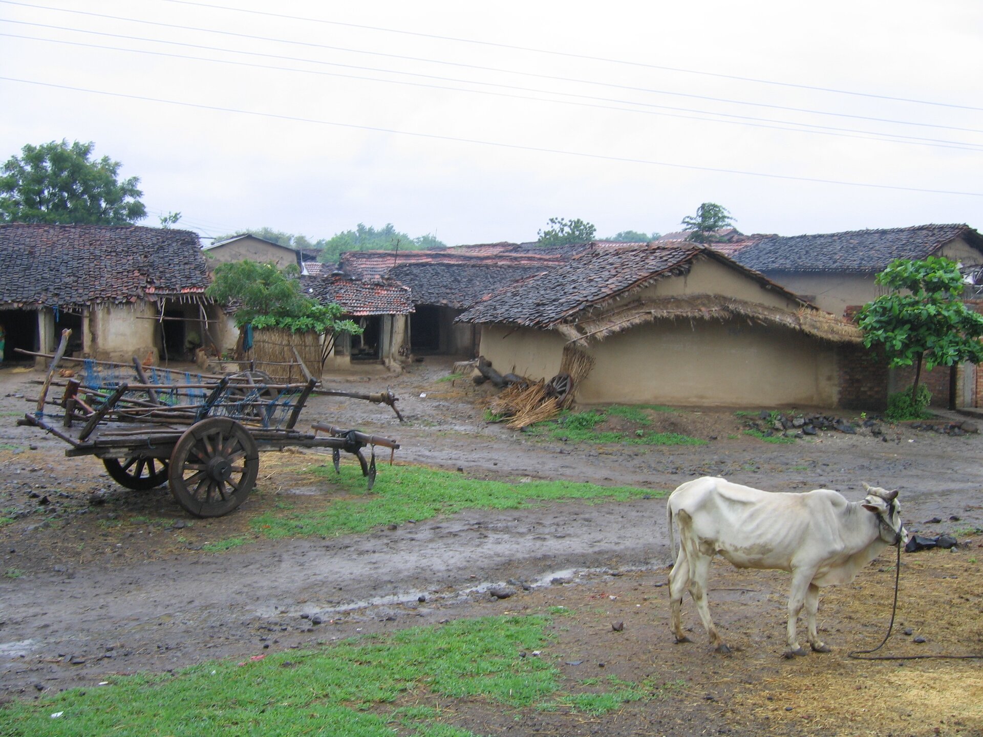 Na zdjęciu skromne wiejskie zabudowania, przed nimi drewniany dwukołowy wóz i krowa. Mokro, błotnista droga.