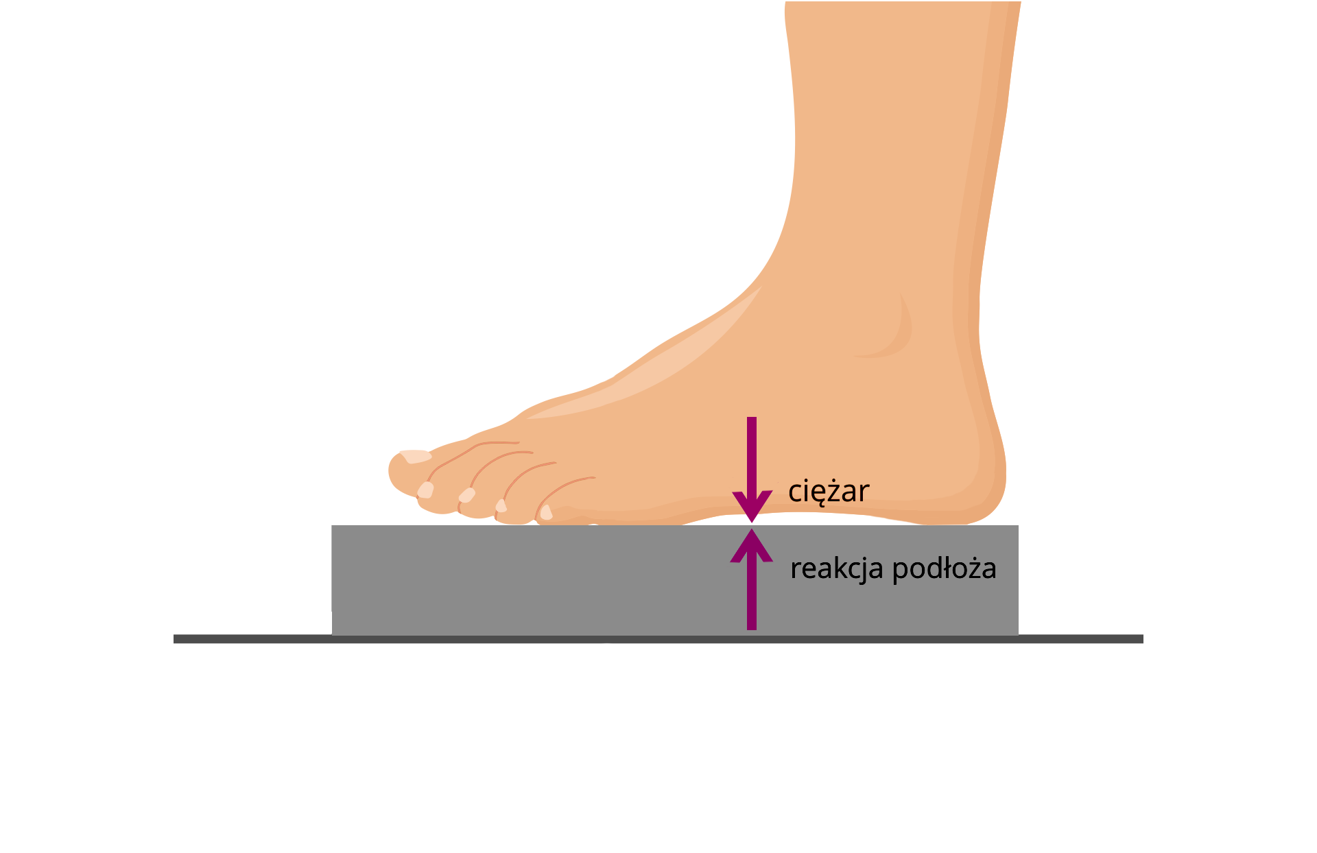 Ilustracja przedstawia stopę na klocku podłużnym. Pionowo w dół, z czubkiem grota na górnej powierzchni klocka, narysowany wektor, opisany jako ciężar. Pionowo w górę, z czubkiem grota na dolnej powierzchni klocka narysowany wektor, opisany jako reakcja podłoża. Wektory mają tę samą długość.