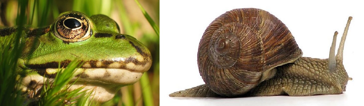 Dwa zdjęcia ułożone obok siebie, przedstawiające od lewej głowę żaby i całego ślimaka winniczka. Na tle traw widać głowę zielonej żaby, uchwyconą z boku, która ma wyłupiaste, brązowe oczy. Z prawej strony na białym tle znajduje się ślimak z brązową skorupą. Ma wyciągnięte czułki i  beżową nogę, która mu ułatwia pełzanie. 