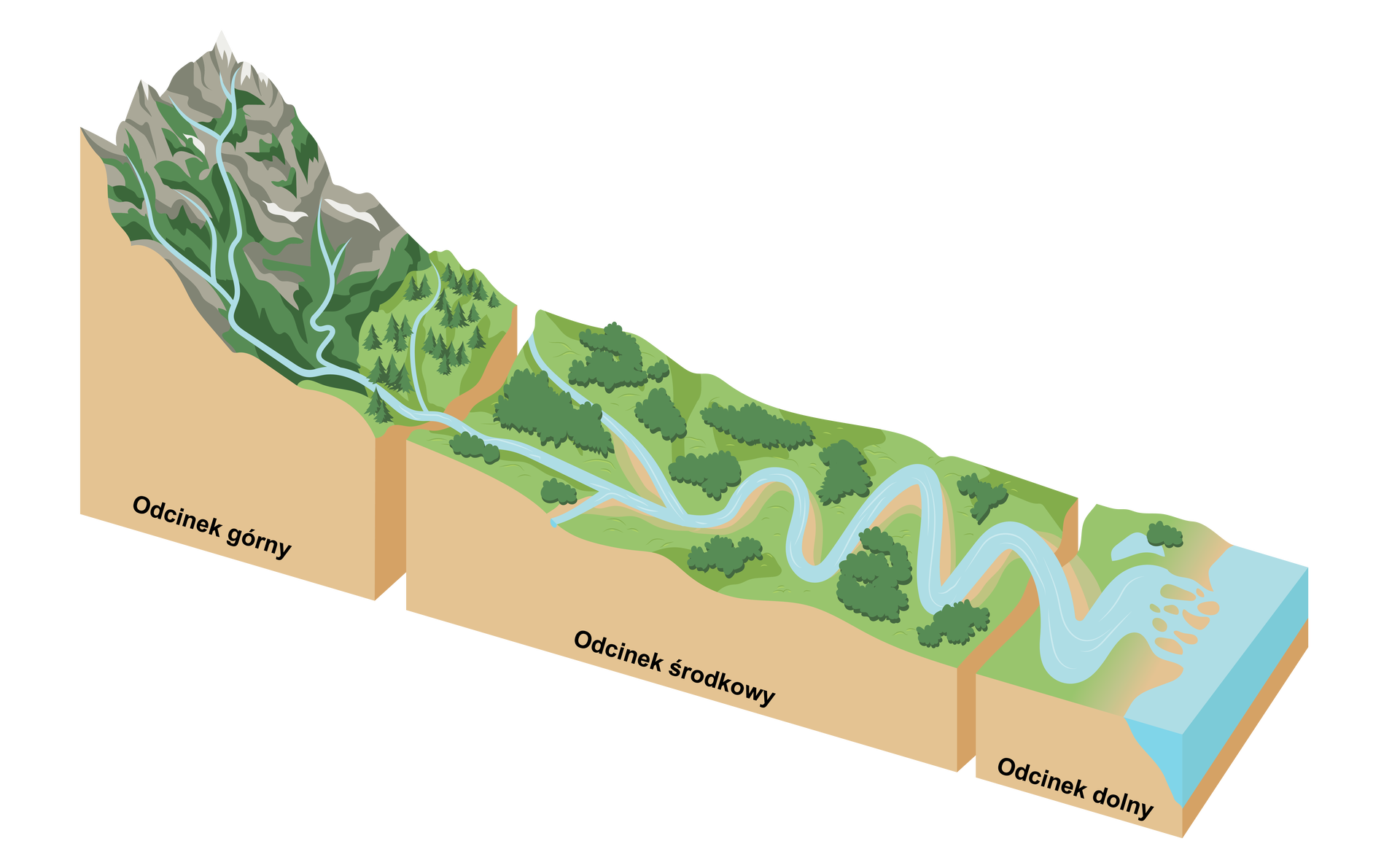 Ilustracja przedstawiająca przekrój przez profil terenu, ukazujący trzy odcinki biegu rzeki. Odcinek górny jest położony najwyżej, woda spływa ze szczytów gór. Odcinek środkowy stopniowo się wypłaszcza, rzeka w jego drugiej części meandruje. Odcinek dolny to teren ujścia rzeki do zbiornika wodnego. Koryto jest bardzo szerokie, rozlewa się.