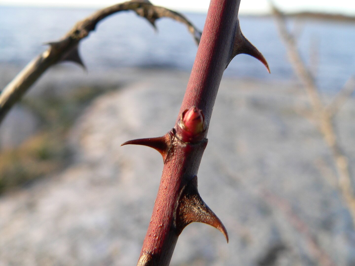 Fotografia przedstawia łodygę z kolcami. 
