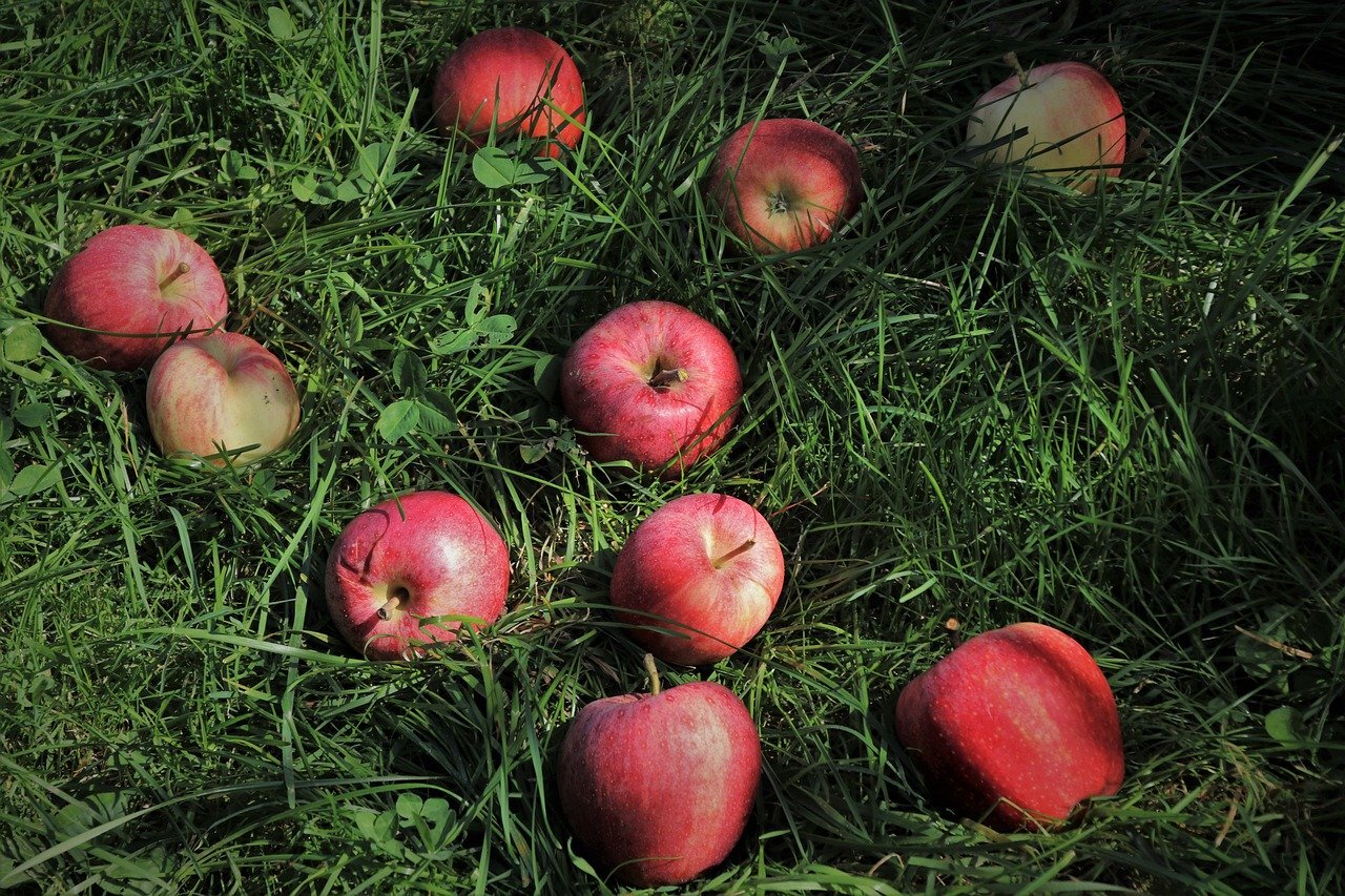 Na zdjęciu znajdują się czerwono – żółte jabłka, które są rozrzucone bezładnie w zielonej trawie. Między źdźbłami trawy widnieją również trójdzielne liście koniczyny.