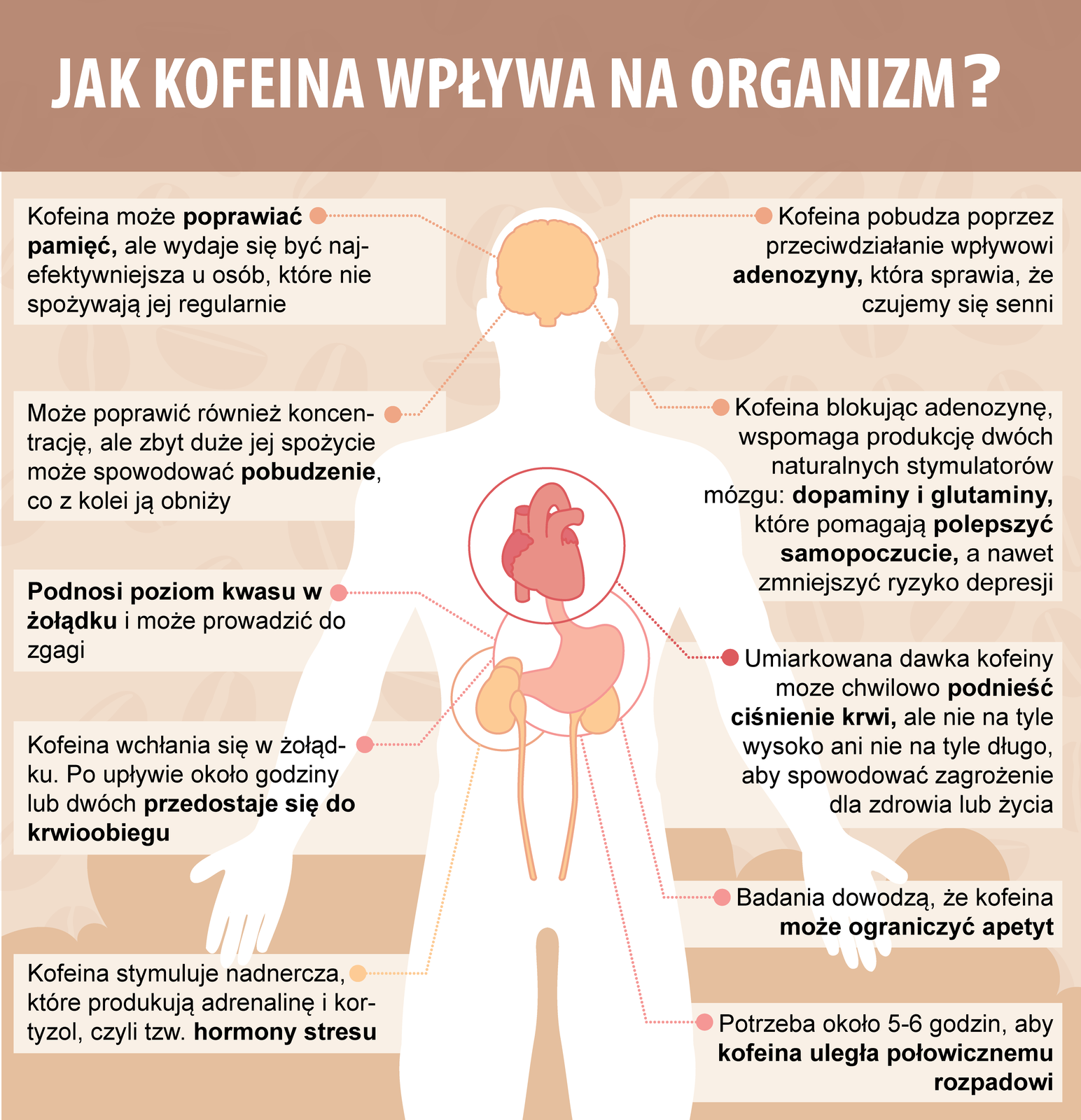 Ilustracja dotycząca wpływu kofeiny na organizm człowieka. Na środku rysunek ciała człowieka od głowy do ud z zaznaczonymi narządami, to jest mózgiem, sercem, żołądkiem i nerkami. Po bokach informacje o wpływie kofeiny na wymienione narządy. 1. Mózg, kofeina może poprawić pamięć, ale wydaje się być najefektywniejsza i osób, które nie spożywają jej regularnie. Może poprawić również koncentrację, ale zbyt duże jej spożycie może spowodować pobudzenie, co z kolei ją obniży. Kofeina pobudza poprzez przeciwdziałanie wpływowi adenozyny, która sprawia, że czujemy się senni. Kofeina, blokując adenozynę, wspomaga produkcję dwóch naturalnych stymulatorów dopaminy i glutaminy, które pomagają polepszyć samopoczucie, a nawet zmniejszyć ryzyko depresji. 2. Serce. Umiarkowana dawka kofeiny może chwilowo  podnieść ciśnienie krwi, a ale nie na tyle wysoko ani nie na tyle długo, aby spowodować zagrożenie dla zdrowia lub życia. 3. Żołądek. Podnosi poziom kwasu w żołądku i może prowadzić do zgagi. Kofeina wchłania się w żołądku. Po upływie około godziny lub dwóch przedostaje się do krwioobiegu. Badania dowodzą, że kofeina może ograniczyć apetyt. 4. Kofeina stymuluje nadnercza, które produkują adrenalinę i kortyzol, czyli tak zwane hormony stresu. Kofeina ulega połowicznemu rozpadowi po około pięciu do sześciu godzin.