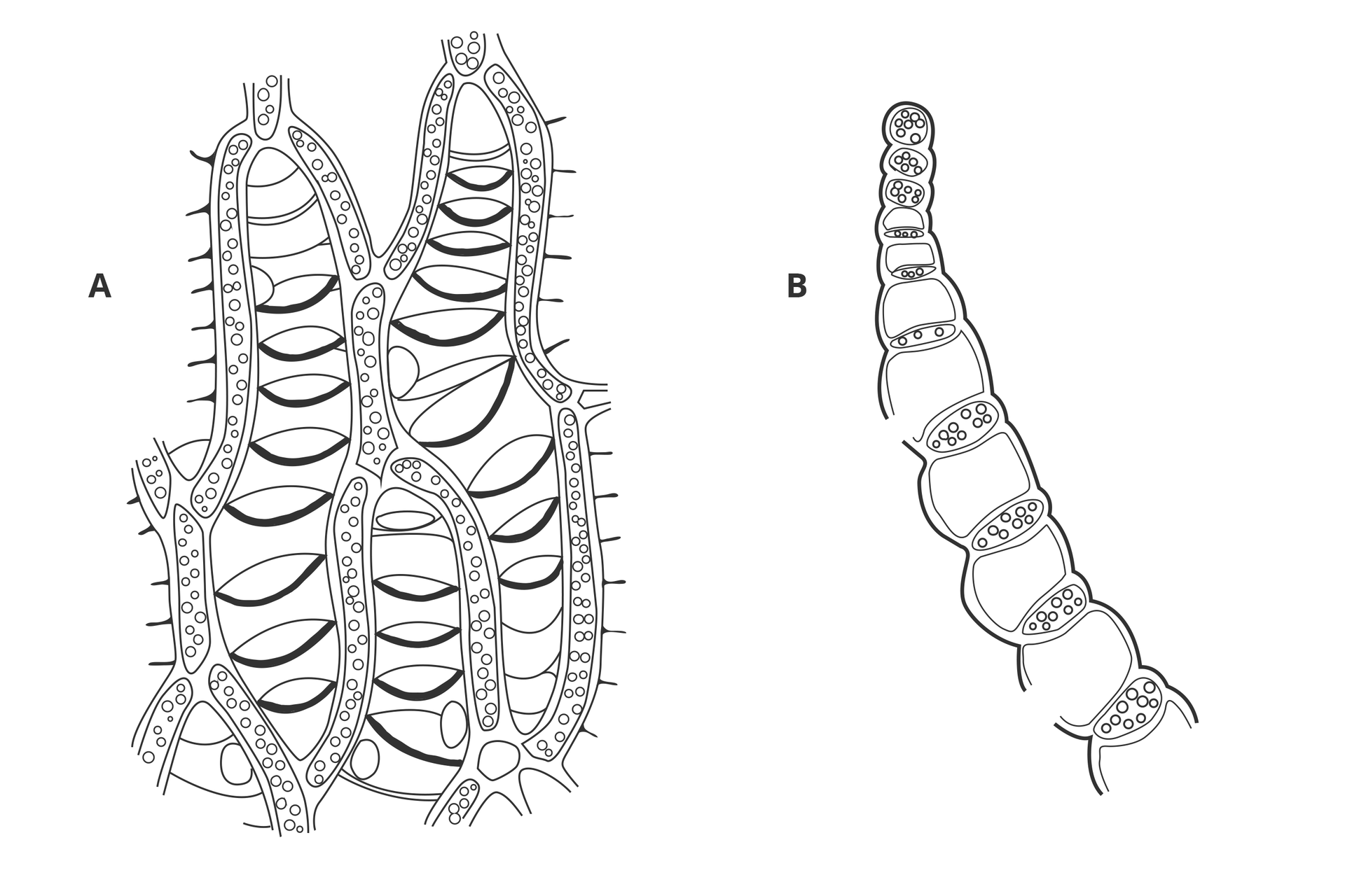 Ilustracja w kolorze szarym przedstawia dwa przekroje przez listki torfowca: z góry i z boku. Po lewej siatkowata struktura z wydłużonymi tworami z licznymi pęcherzykami. Między nimi łódkowate otwory w ścianach komórkowych. Po prawej podłużny twór, złożony na przemian z grubszych, czworokątnych komórek o grubych ścianach i cienkich komórek z pęcherzykami.
