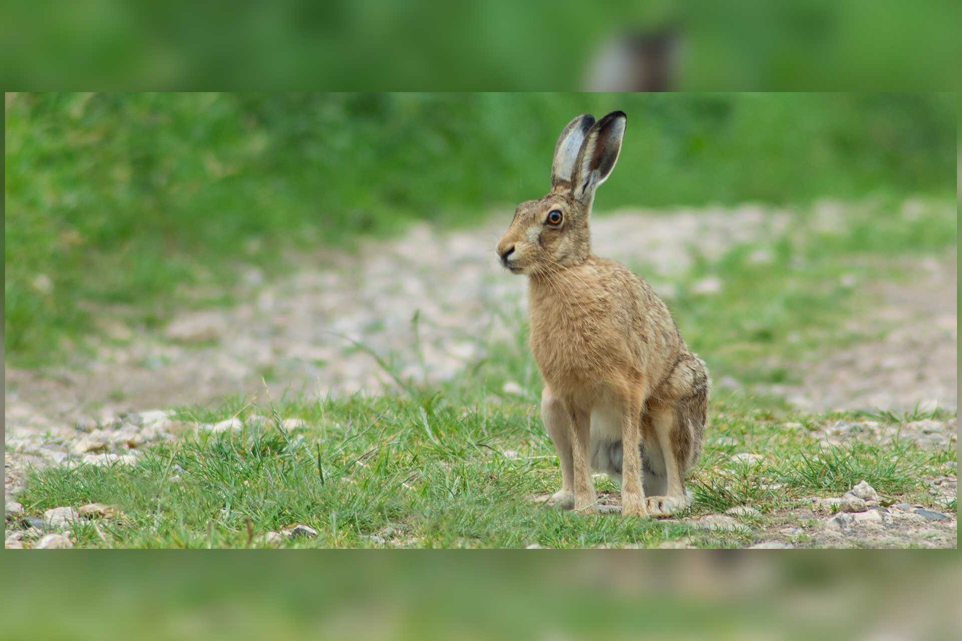 Fotografia przedstawia bokiem w prawo zająca szaraka, stojącego na miedzy przy łące. Jest brązowo-szary, na głowie duże oko i długie uszy z ciemnymi końcami. Przednie łapy wyprostowane, tylne przygięte, jest gotowy zerwać się do biegu.