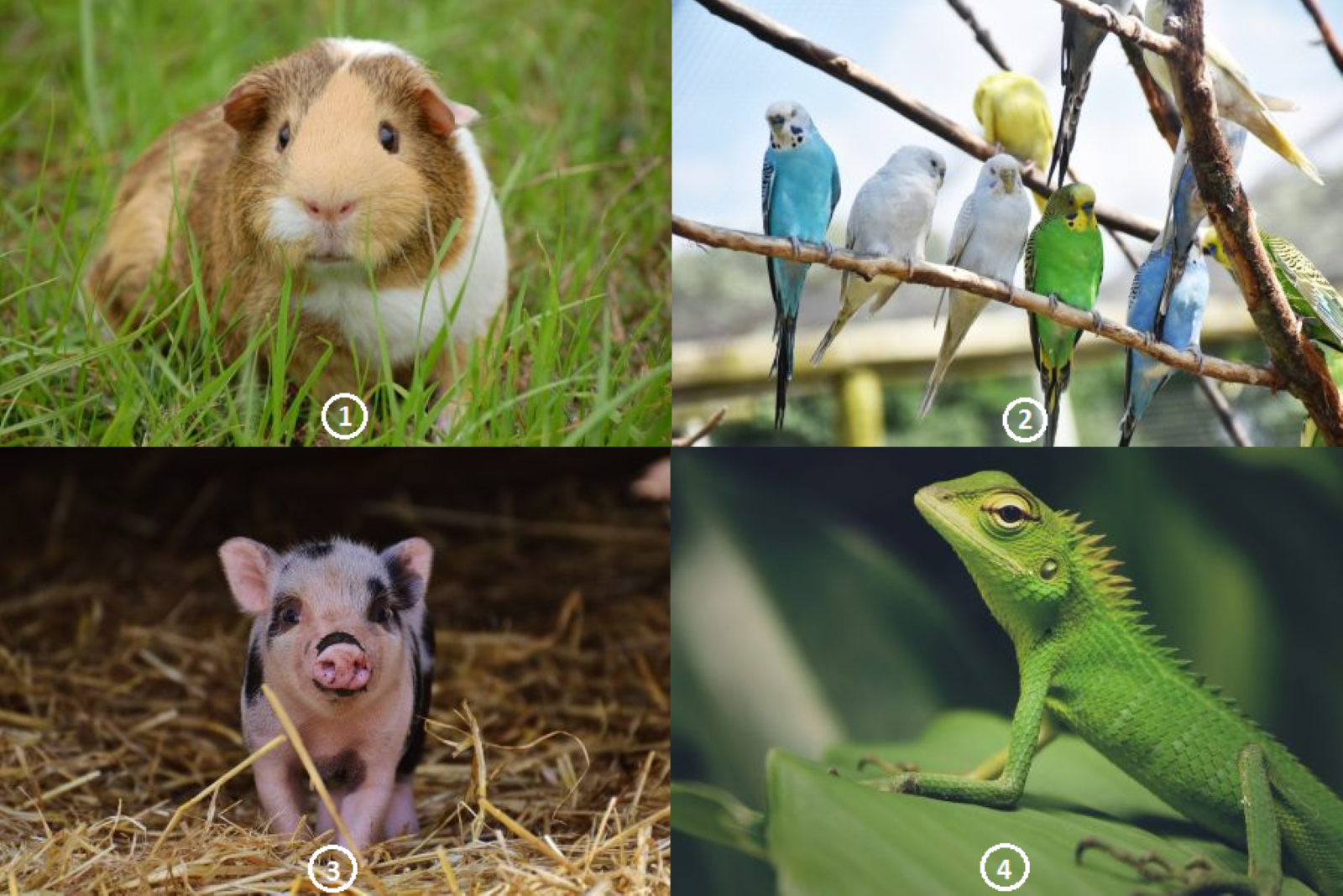 Zdjęcie przedstawia: świnkę morską, papużki faliste, miniaturową świnkę i jaszczurkę.