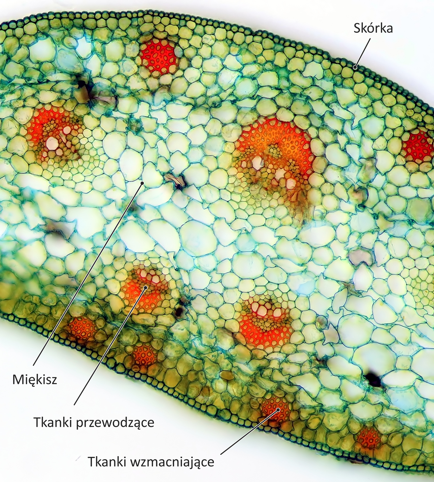 Zdjęcie mikroskopowe przedstawia przekrój przez liść. Zaznaczone są tkanki: skórka, tkanki przewodzące, tkanki wzmacniające, miękisz.