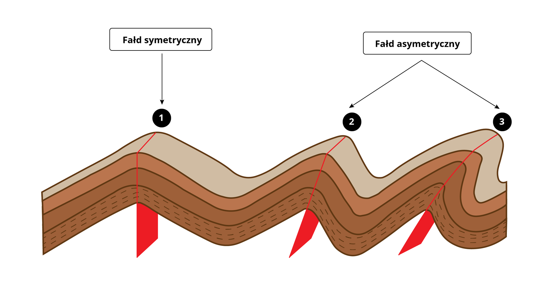 Ilustracja przedstawia przekrój przez pofałdowany teren. Przypomina fale. Składa się z trzech wzniesień - wypukłości. Pierwsza wypukłość jest fałdem symetrycznym - zbocza, czyli skrzydła są równe, symetryczne, względem pionowej powierzchni osiowej. Dwie kolejne wypukłości są pochylone w prawo - jedna mniej, druga bardziej. To fałdy asymetryczne.   