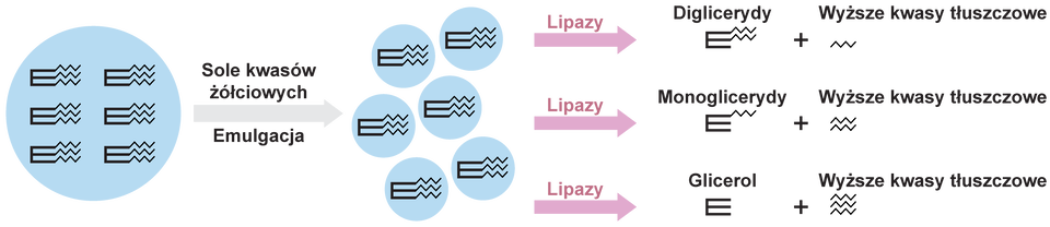  Ilustracja przedstawia proces, w którym w wyniku hydrolizy tłuszczów nie wszystkie cząsteczki zostają rozłożone całkowicie na glicerol i kwasy tłuszczowe. Na dużą cząsteczkę tłuszczu działają sole kwasów żółciowych i następuje emulgacja. Duża kropla tłuszczu rozbijana jest na sześć mniejszych kropli tłuszczu (każda zawiera jedną cząsteczkę trójglicerydu). Działają na nie kolejno lipazy. Część z nich zostaje rozłożona do diglicerydów (glicerolu połączonego z dwoma cząsteczkami kwasów tłuszczowych) i jednej cząsteczki kwasu tłuszczowego, część do monoglicerydów (glicerolu połączonego z jedną cząsteczką kwasu tłuszczowego) i dwóch cząsteczek kwasu tłuszczowego, a pozostałe do glicerolu i trzech cząsteczek kwasów tłuszczowych.