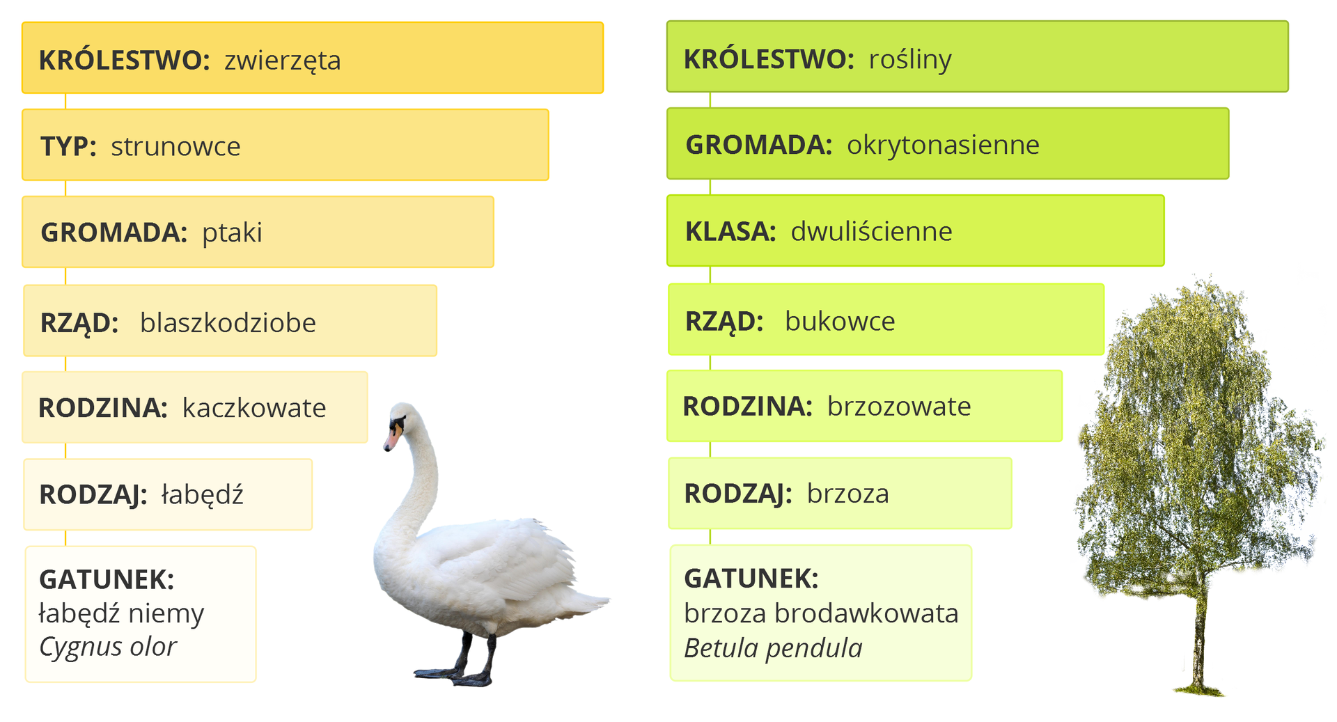 Grafika przedstawia hierarchiczny układ jednostek systematycznych zwierząt i roślin. Po lewej stronie opisano ptaka o białych piórach, natomiast po stronie prawej drzewo liściaste. Opis ptaka: Królestwo: zwierzęta; Typ: strunowce; Gromada: ptaki; rząd: blaszkodziobe; rodzina: kaczkowate; rodzaj: łabędź; Gatunek: łabędź niemy, Cygnus olor. Opis drzewa: Królestwo: rośliny; Gromada: okrytonasienne; klasa: dwuliścienne; rząd: bukowce; rodzina: brzozowate; rodzaj: brzoza; Gatunek: brzoza brodawkowata, Betula pendula.