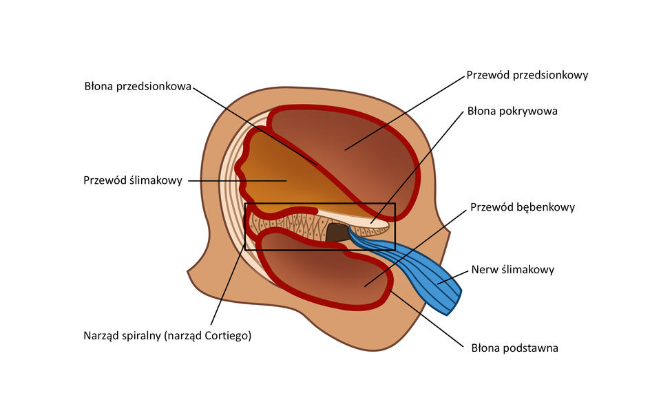 Zdjęcie przedstawia budowę ucha ludzkiego. Wewnątrz ucha znajdują się przewód ślimakowy i przewód przedsionkowy, otoczony błoną przedsionkową. We wnętrzu ślimaka znajduje się narząd Cortiego, w którym usytuowane są komórki słuchowe. Odpowiedzialne są za odbieranie bodźca akustycznego. Na schemacie komórki przestawione są jako niewielkie wrzecionowate formy z czarnymi punktami w ich centralnej części. Nad nimi znajduje się warstwa błony pokrywowej. Narząd Cortiego połączony jest z nerwem ślimakowym. Nerw ten ma wydłużony kształt, jest koloru niebieskiego. Pod narządem Cortiego znajduje się przewód bębenkowy, otoczony błoną podstawną.