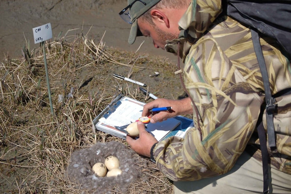 Mężczyzna pochyla się nad gniazdem ptaka znajdującym się na ziemi, w którym leżą 3 jaja. Ma na sobie ubrania w kolorze maskującym, plecak i czapkę z daszkiem. W ręce trzyma arkusz do notowania, długopis. Miarką sprawdza wymiary jaja. 